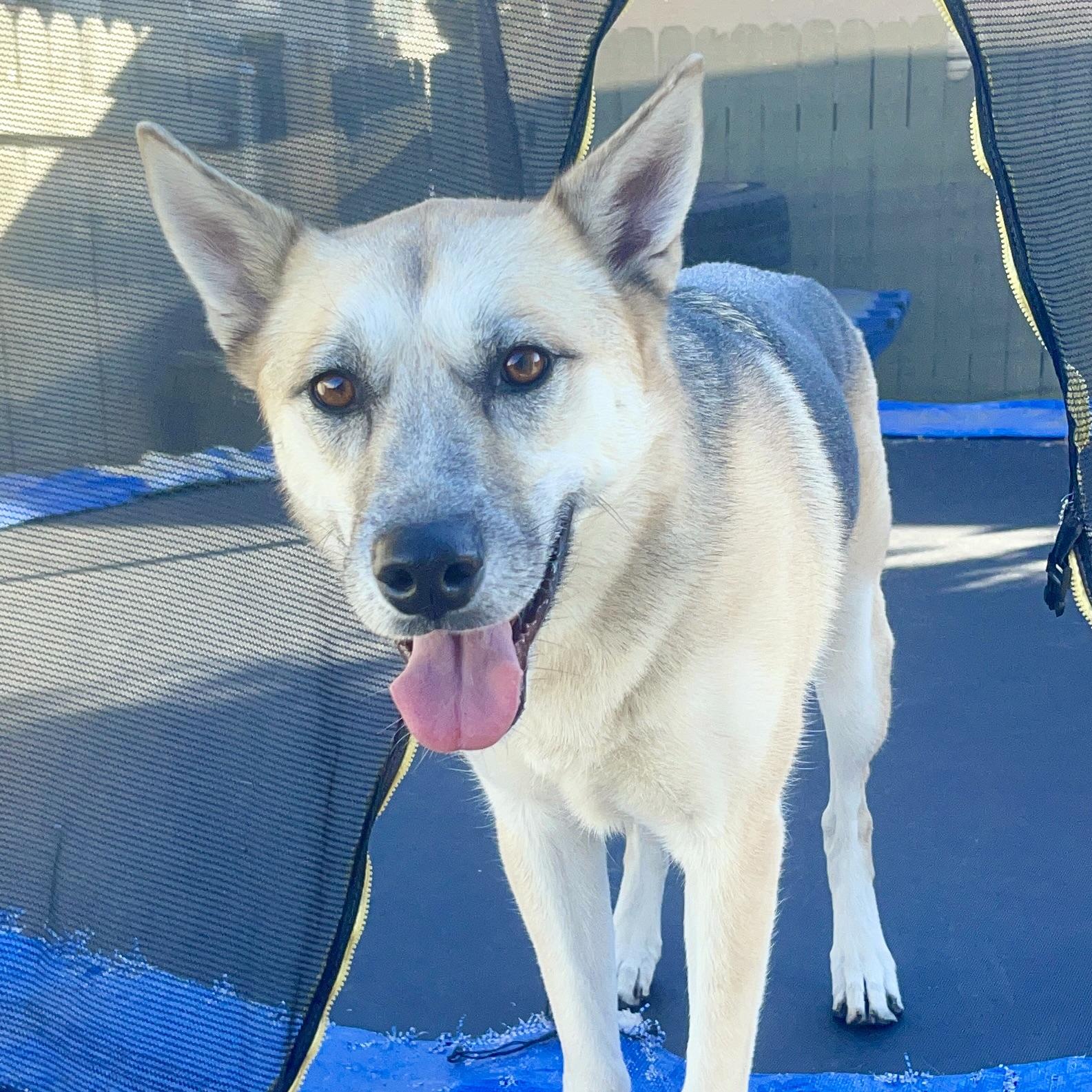 LEYLA, a Adoptable mixed breed in Ontario, CA image 3/4