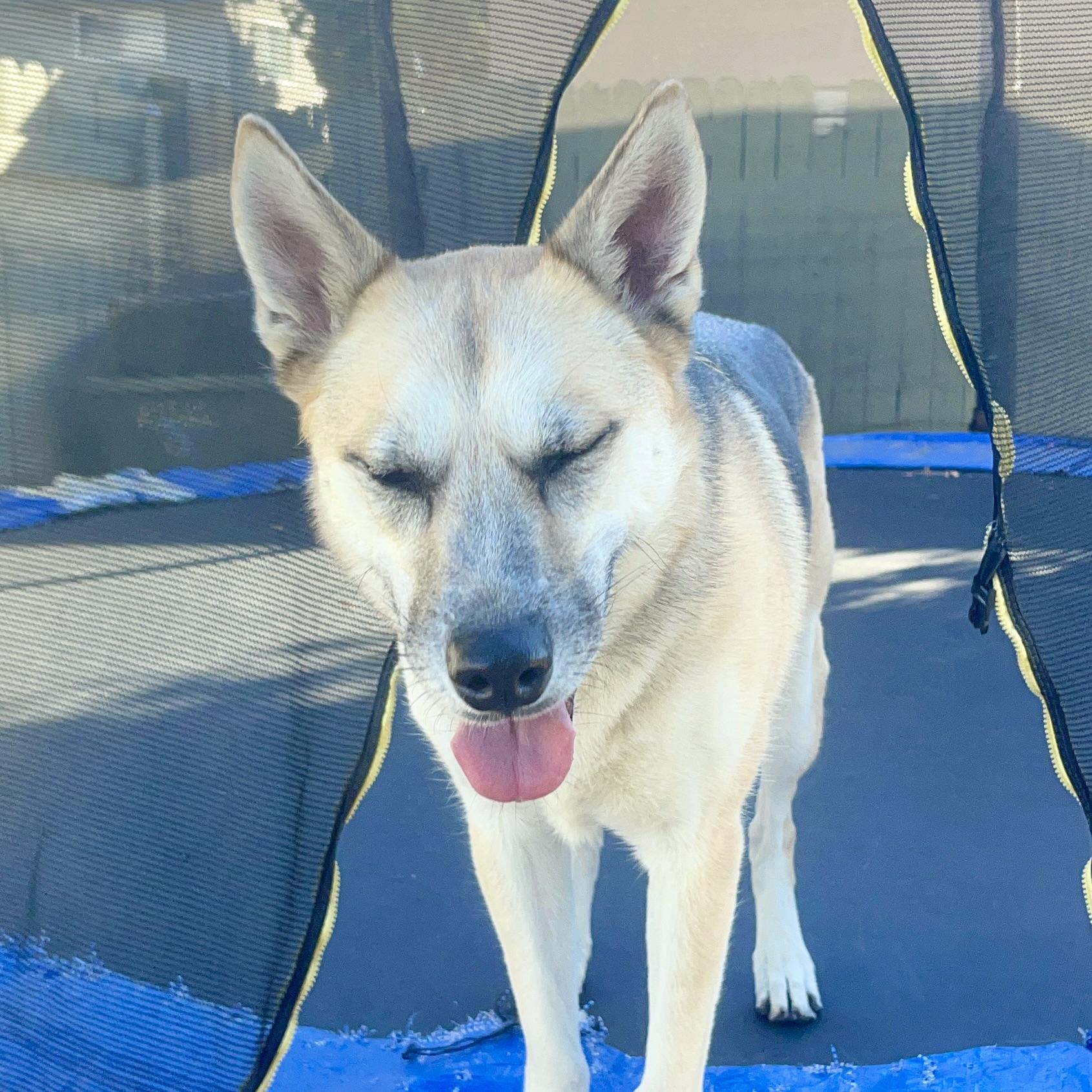 LEYLA, a Adoptable mixed breed in Ontario, CA image 4/4