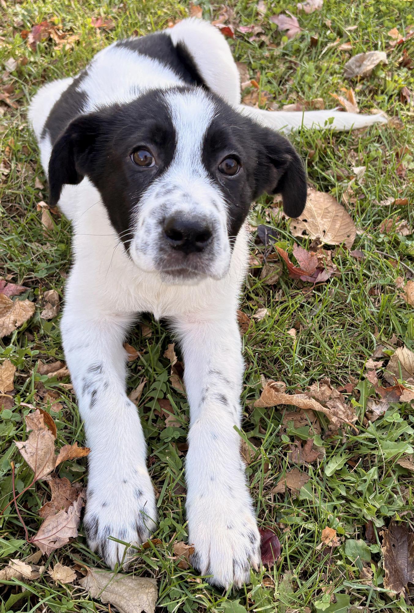 Enlarge Marcus, a Adoptable mixed breed in Minneapolis, MN image 1/5