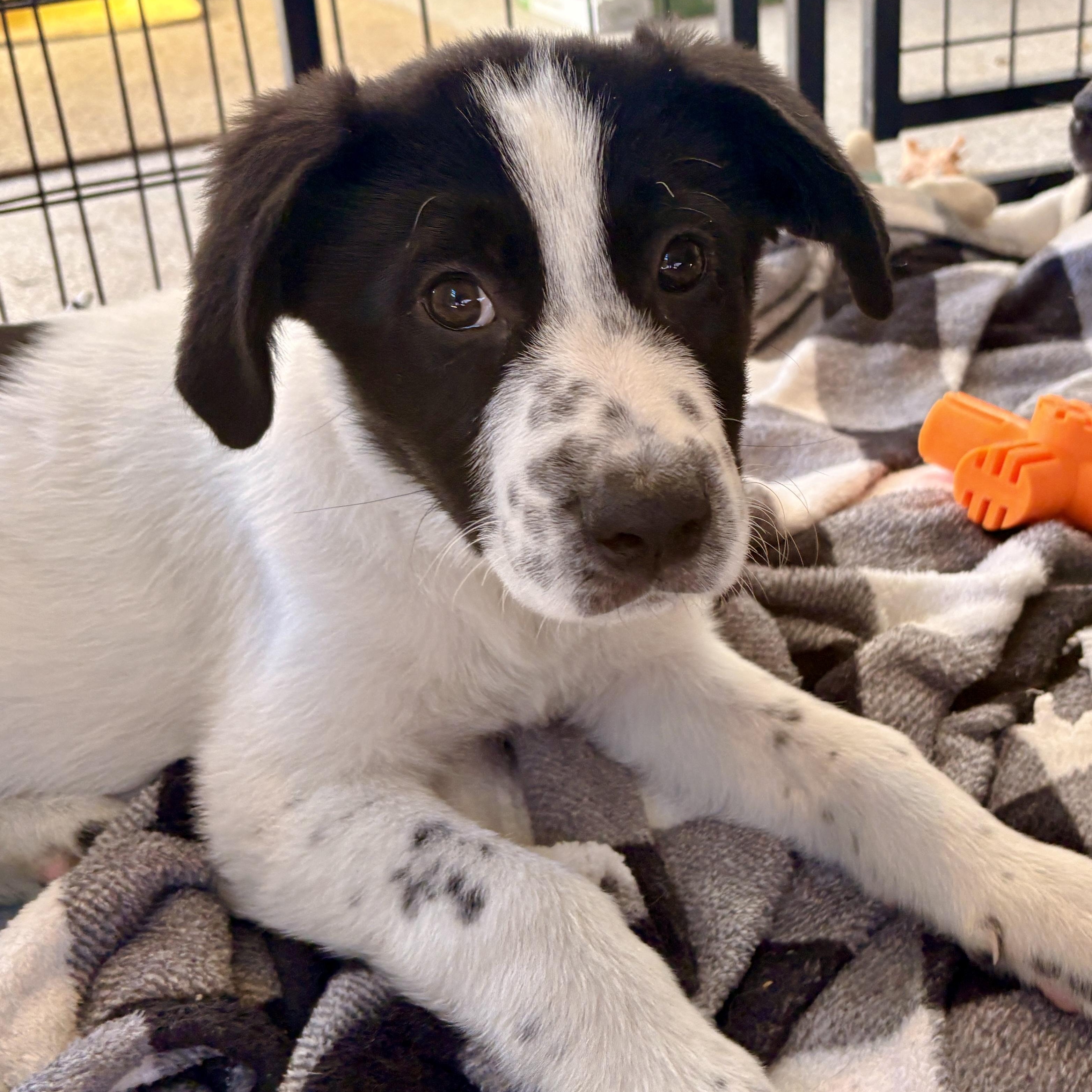 Enlarge Marcus, a Adoptable mixed breed in Minneapolis, MN image 4/5
