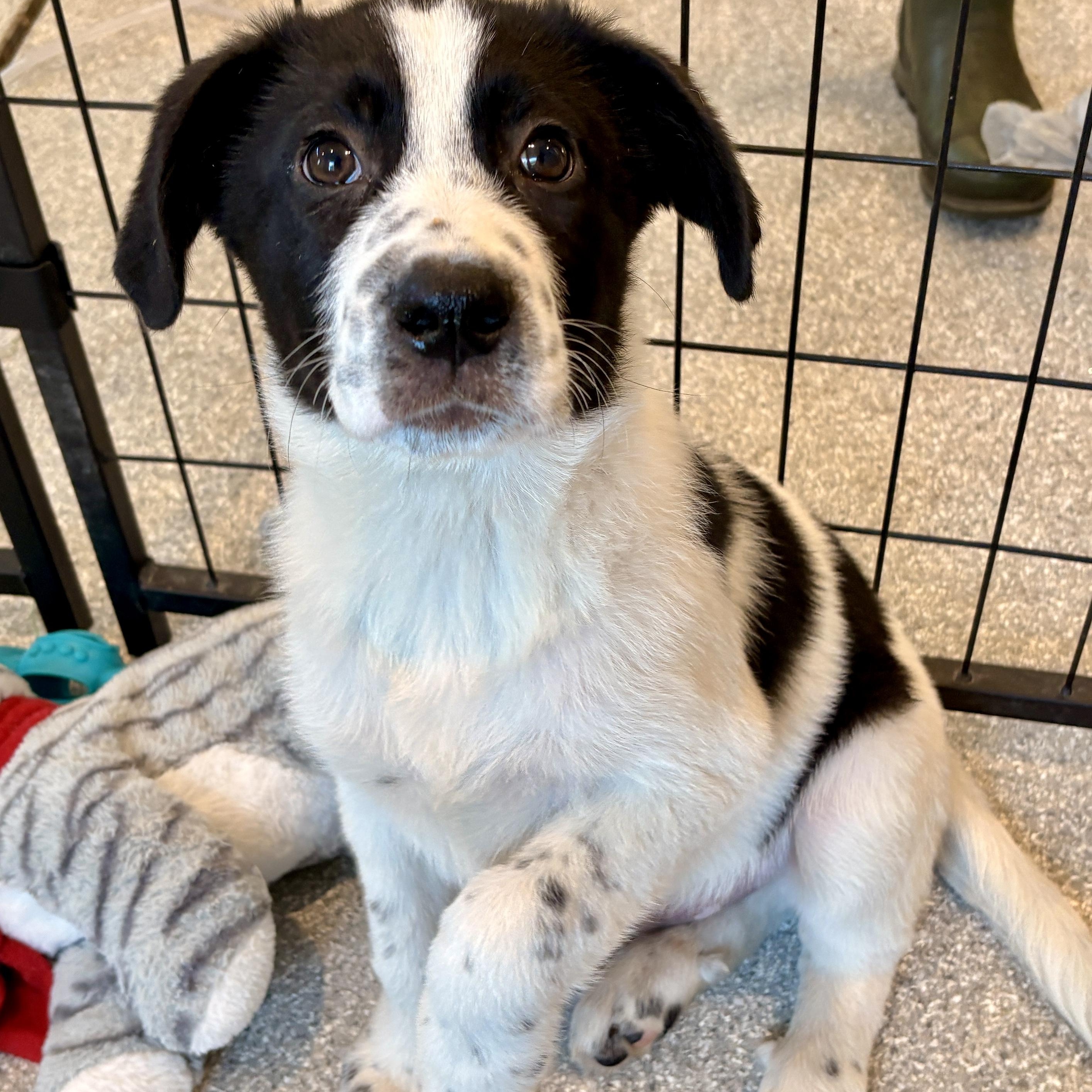Enlarge Marcus, a Adoptable mixed breed in Minneapolis, MN image 3/5