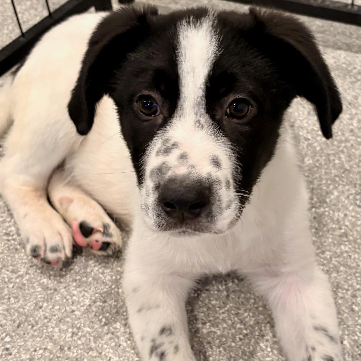 Enlarge Marcus, a Adoptable mixed breed in Minneapolis, MN image 2/5