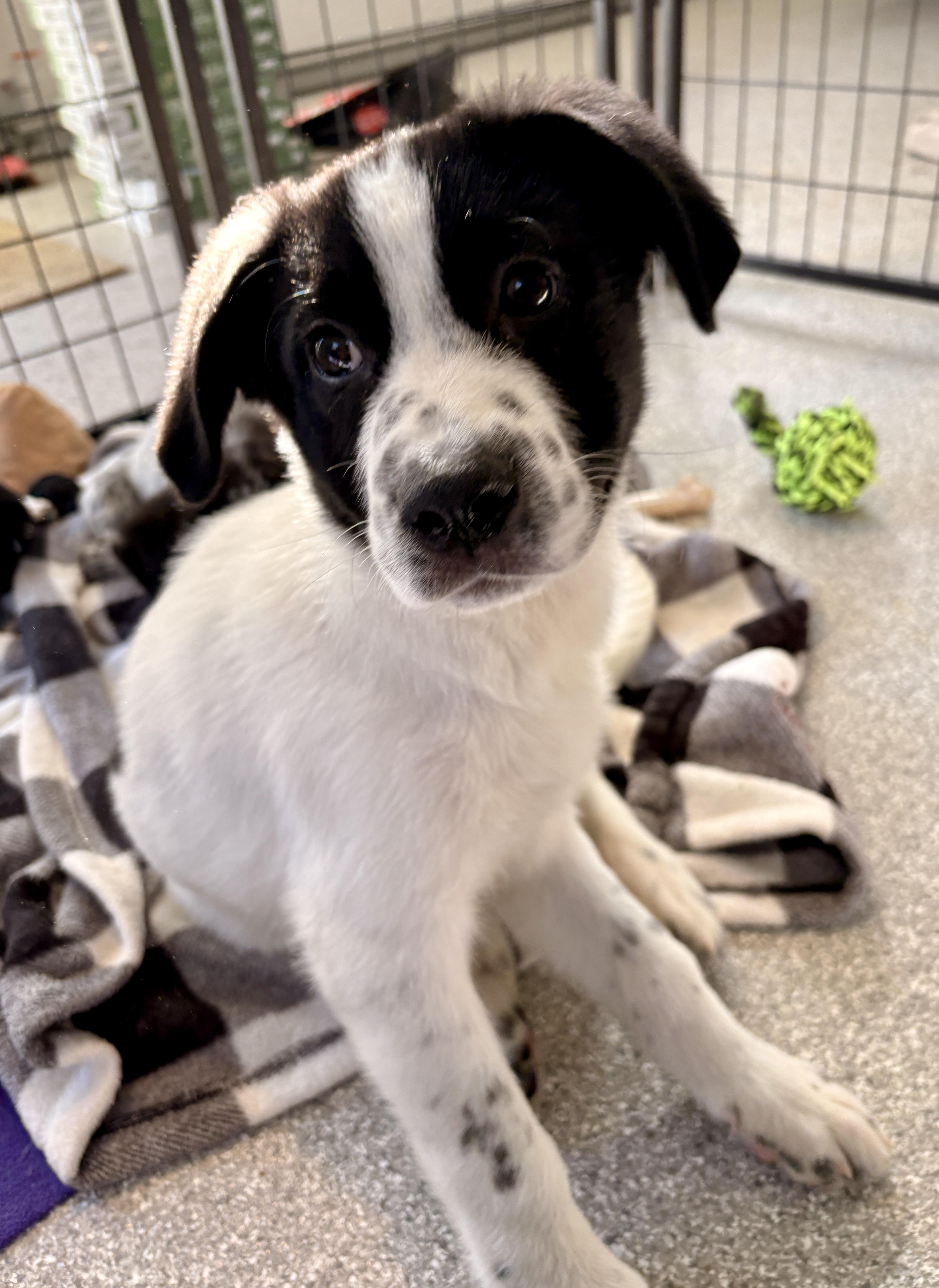 Enlarge Marcus, a Adoptable mixed breed in Minneapolis, MN image 5/5