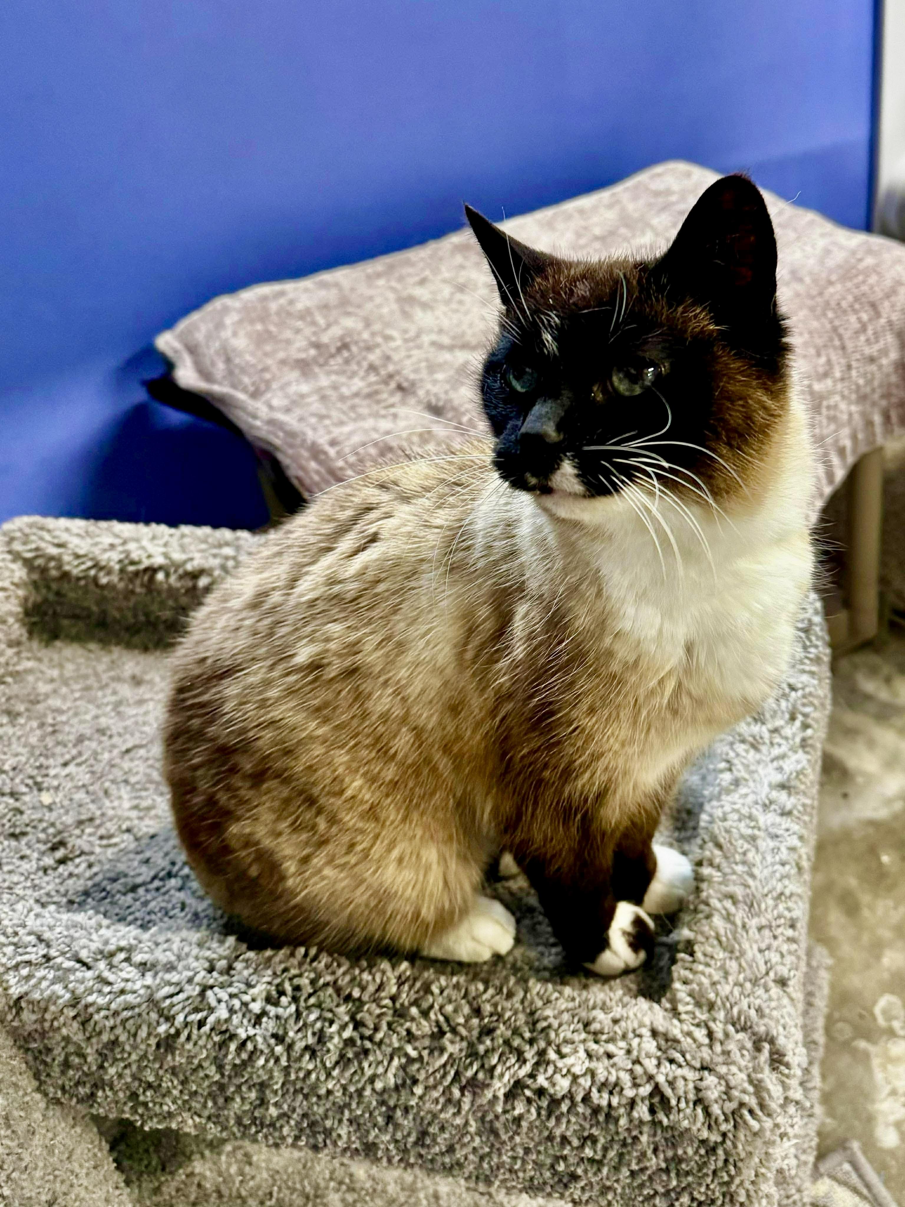 Enlarge Cleopatra , a ADOPTABLE Siamese in Louisville, KY image 2/4