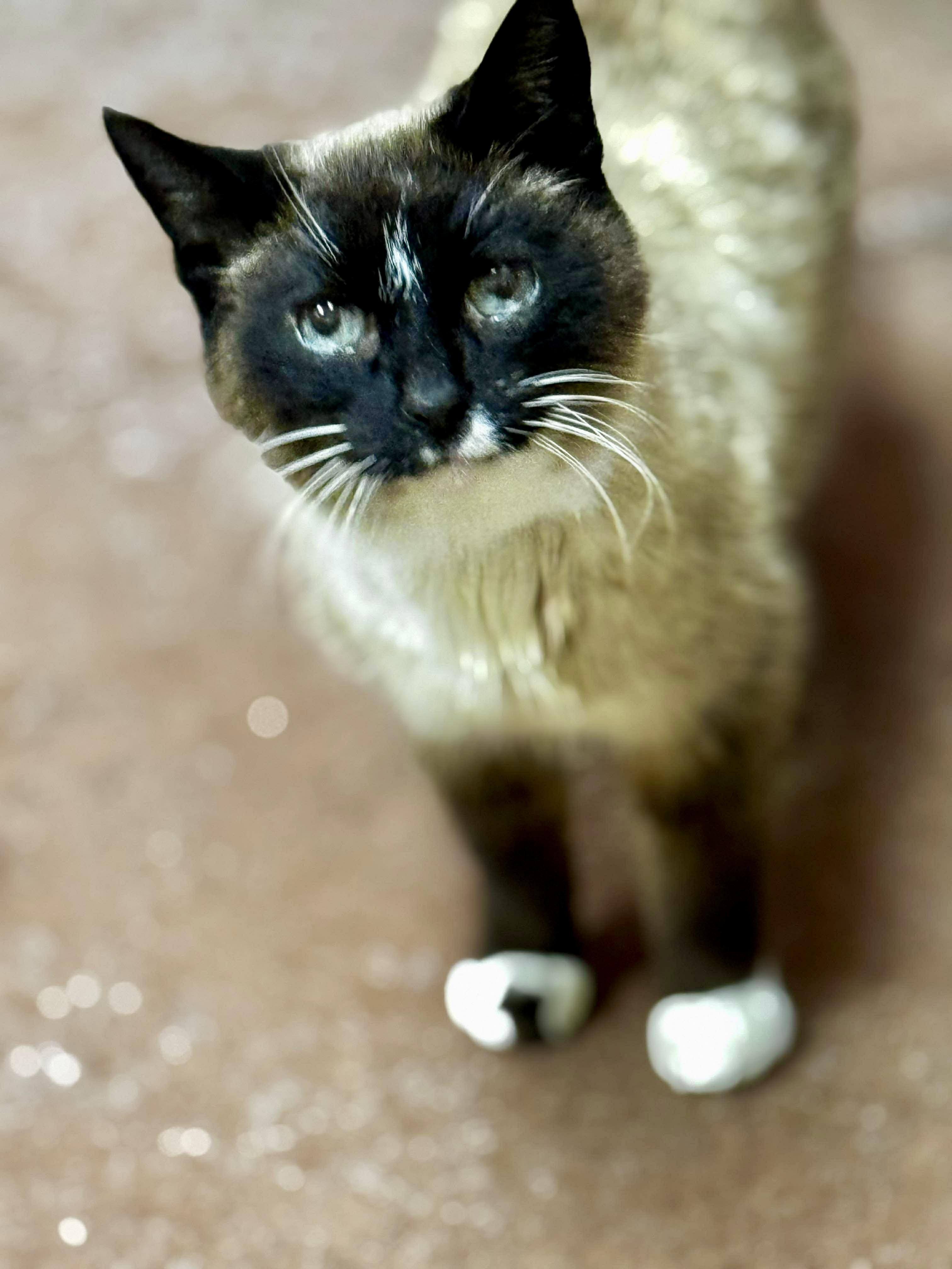 Enlarge Cleopatra , a ADOPTABLE Siamese in Louisville, KY image 1/4