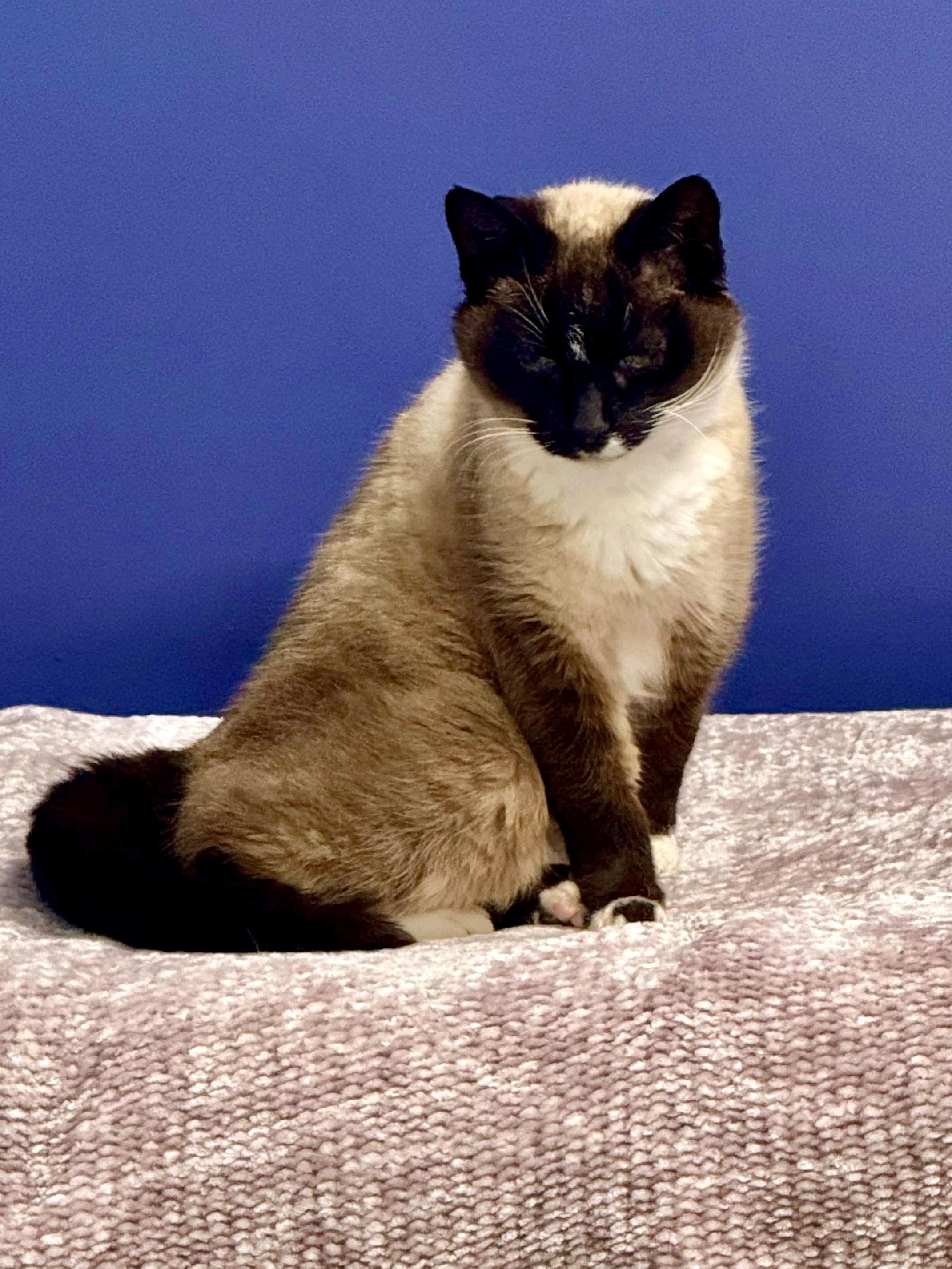 Enlarge Cleopatra , a ADOPTABLE Siamese in Louisville, KY image 3/4