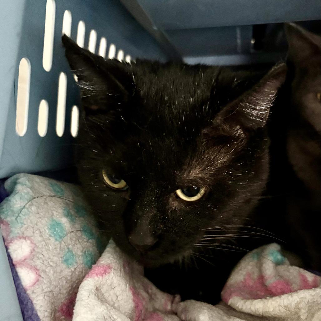 Feliz, Adoptable, Adult Male Domestic Short Hair.