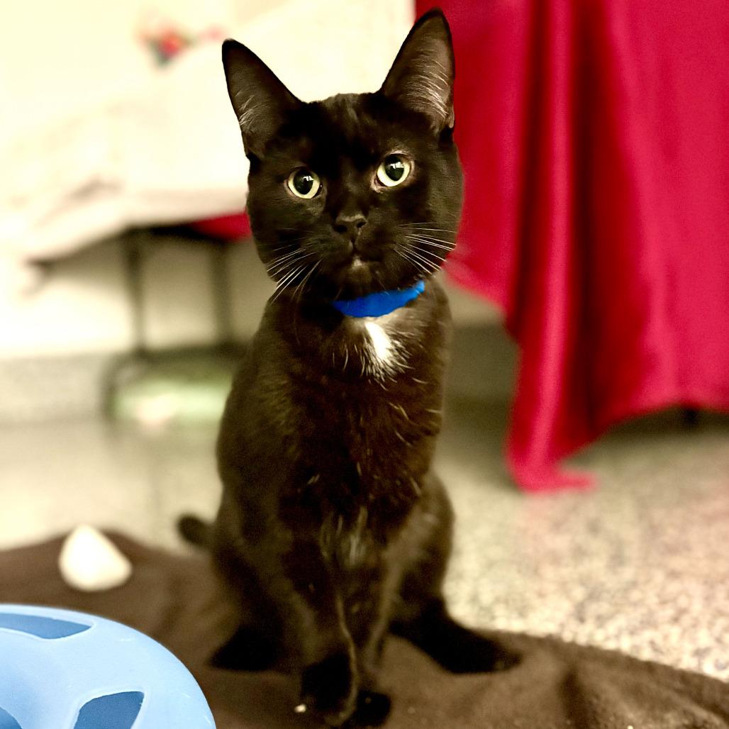 Feliz, Adoptable, Adult Male Domestic Short Hair.