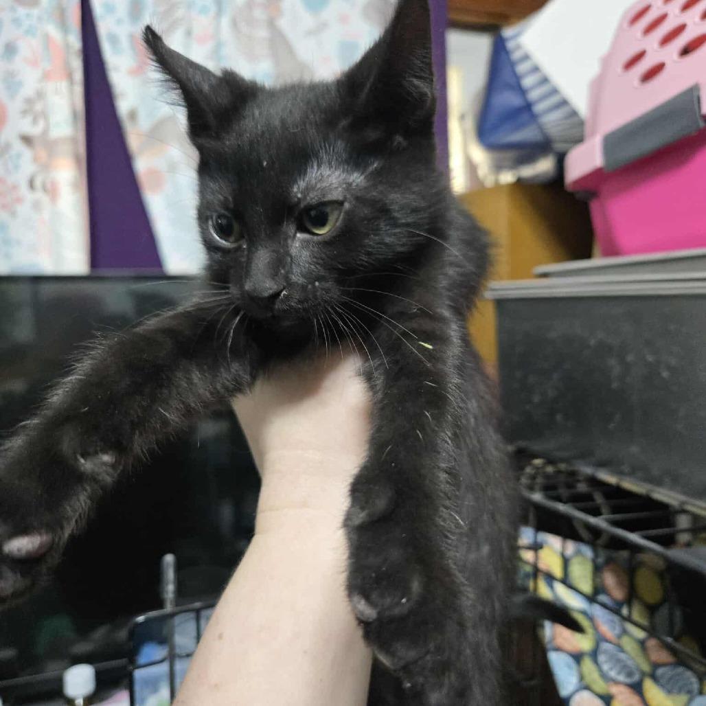 Enlarge Vin McGuire, a Adoptable Domestic Short Hair in Eagle Mountain, UT image 1/1