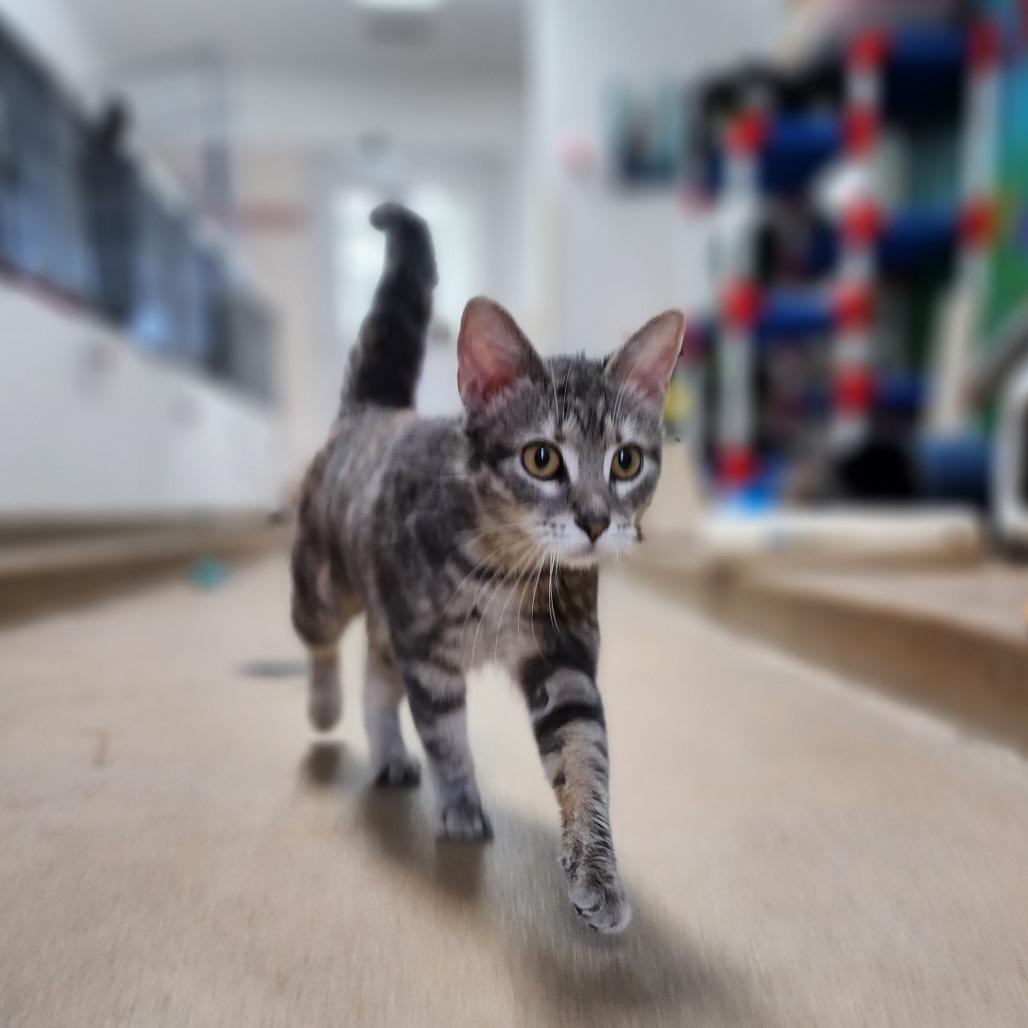 Ms. Meowington, Adoptable, Young Female Domestic Short Hair.