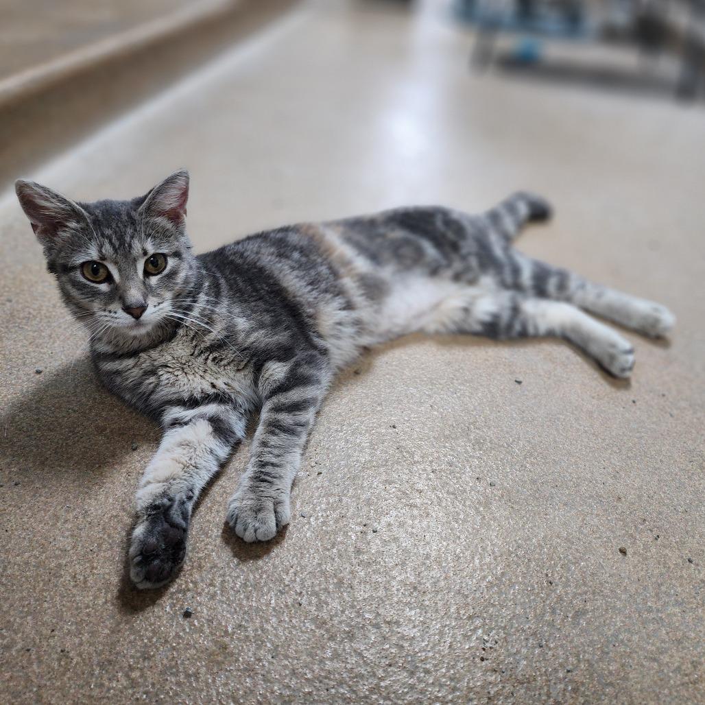 Ms. Meowington, a Adoptable Domestic Short Hair in Dixon, IL image 2/2