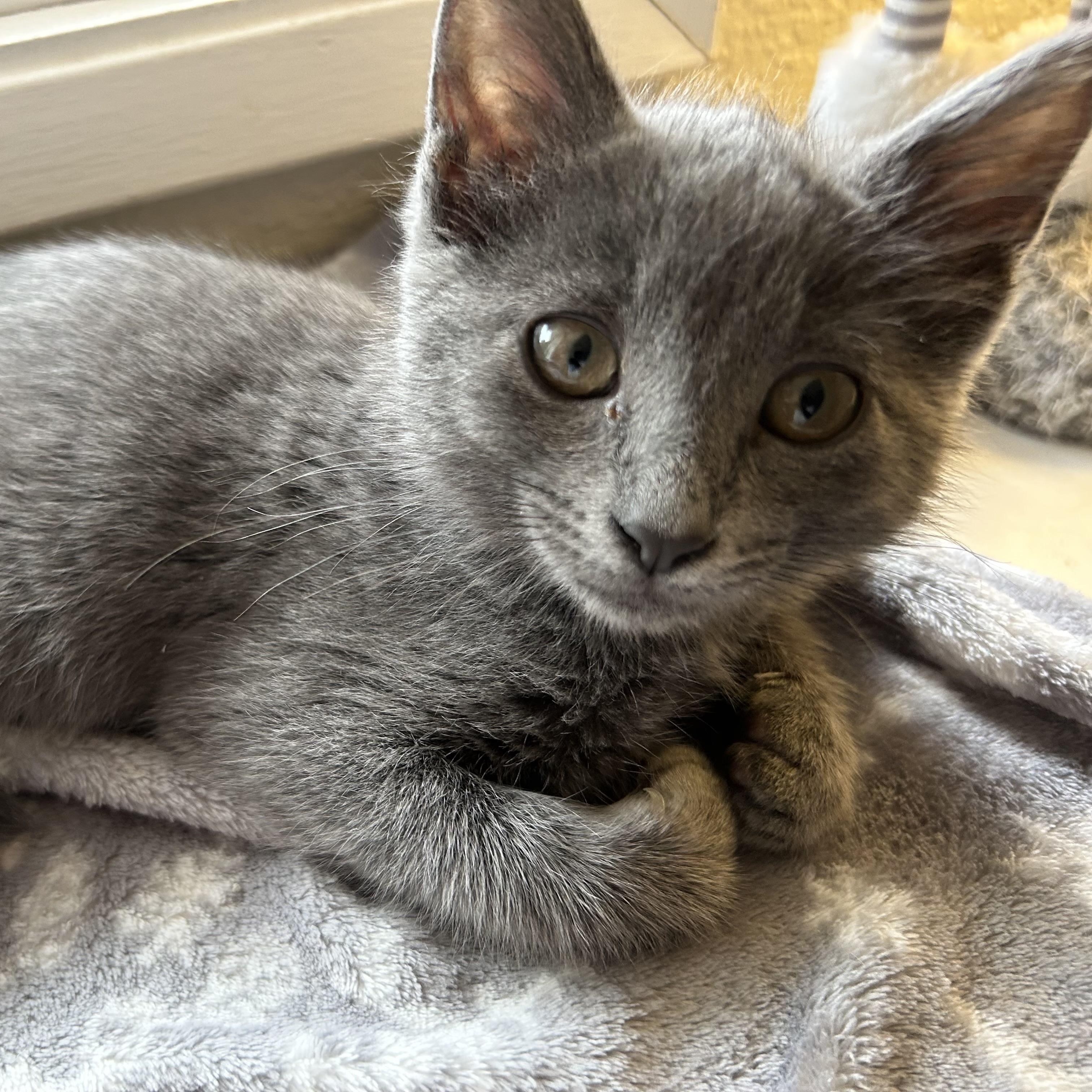 Izzy, Baby Female unknown