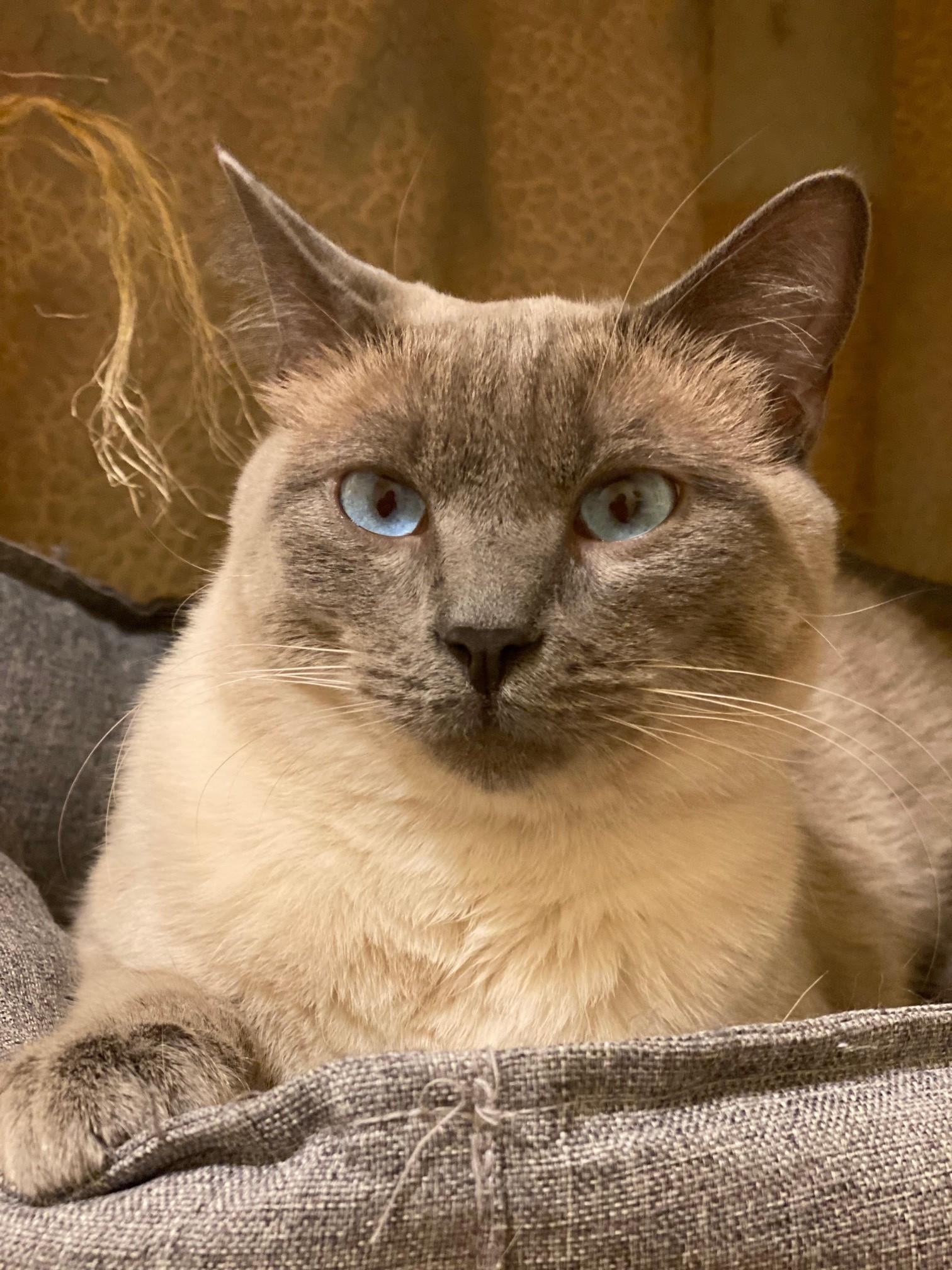 Duncan Bunz, adoptable, Young Male Siamese.