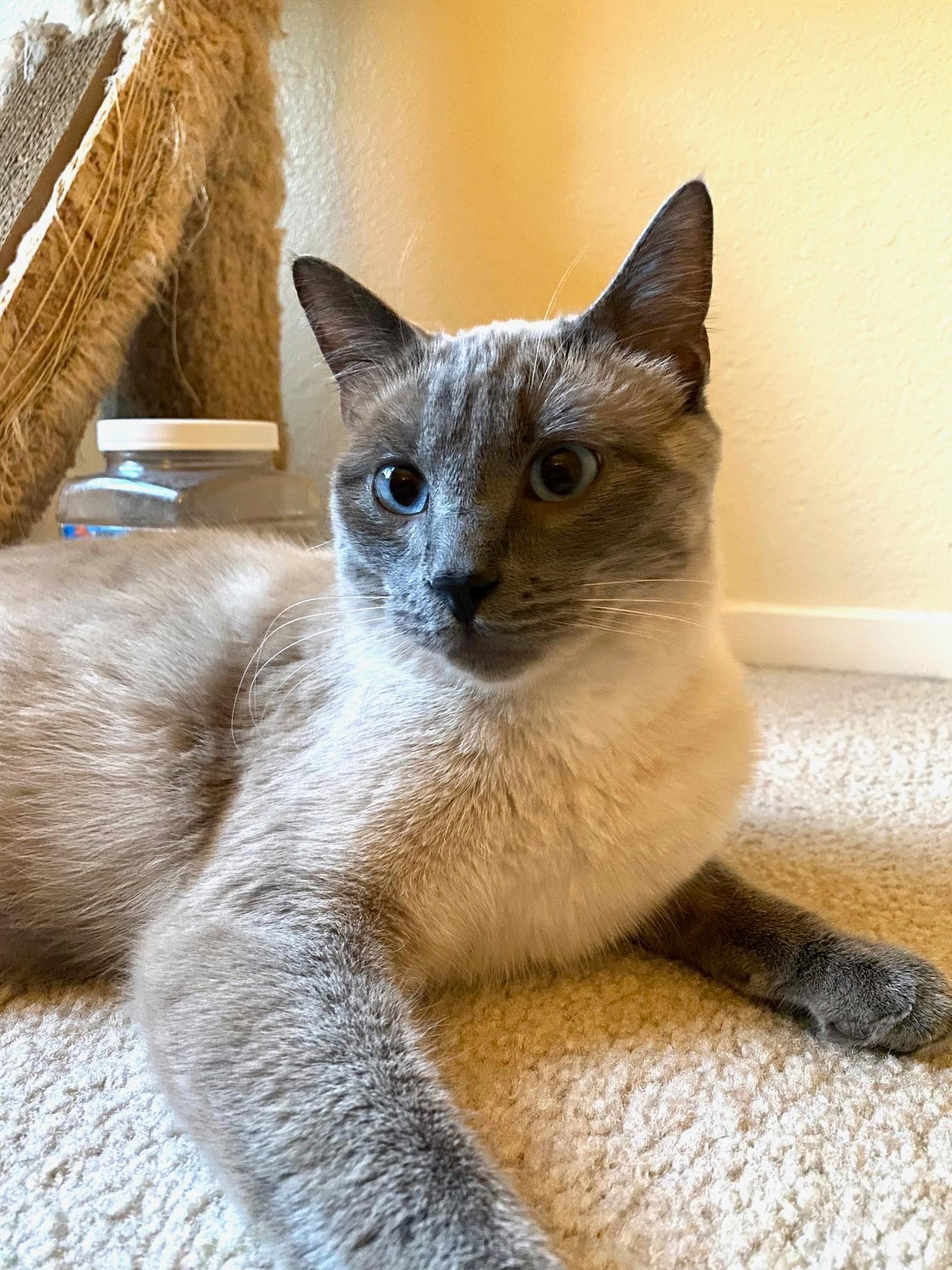Enlarge Duncan Bunz, an adoptable Siamese in Sacramento, CA image 4/6