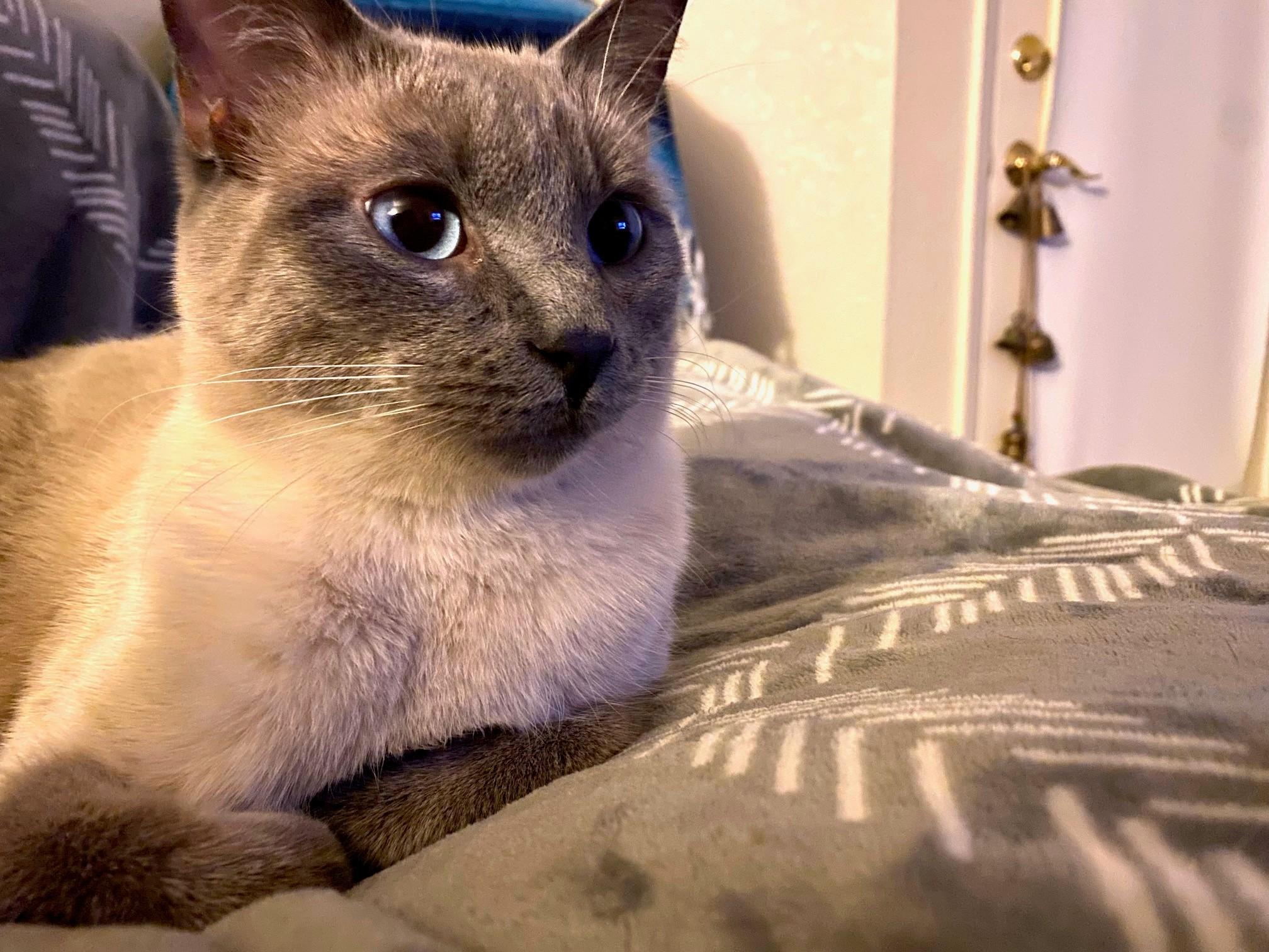 Enlarge Duncan Bunz, an adoptable Siamese in Sacramento, CA image 2/6