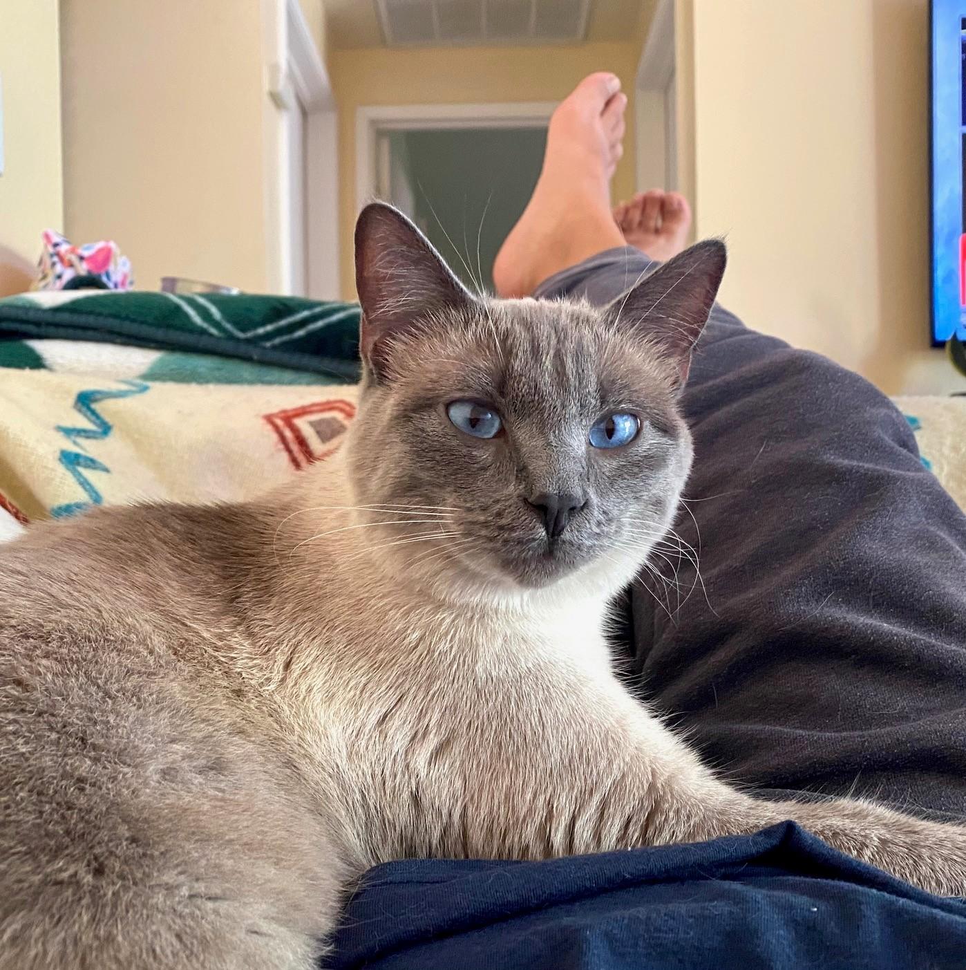 Enlarge Duncan Bunz, an adoptable Siamese in Sacramento, CA image 5/6