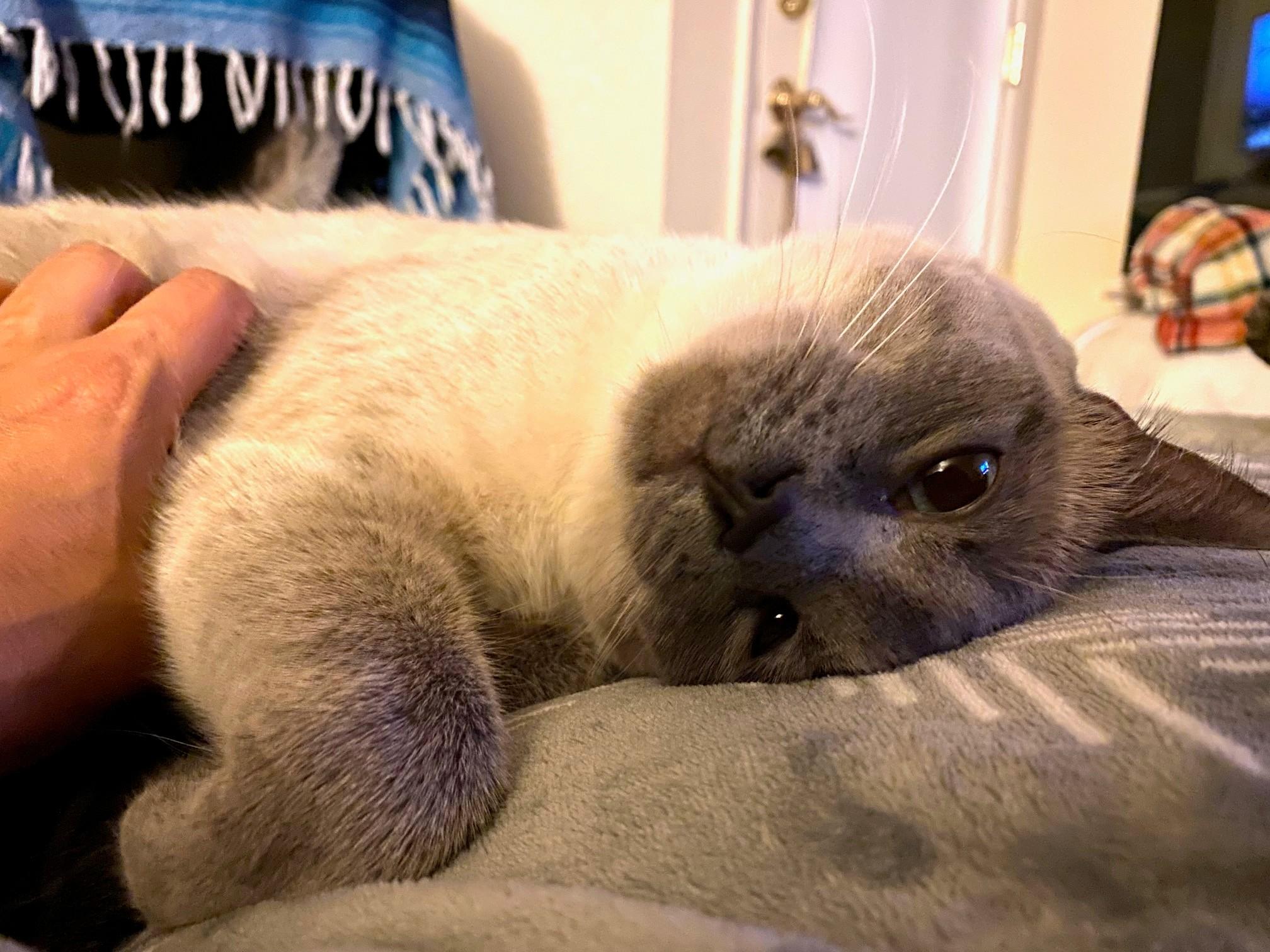 Enlarge Duncan Bunz, an adoptable Siamese in Sacramento, CA image 3/6