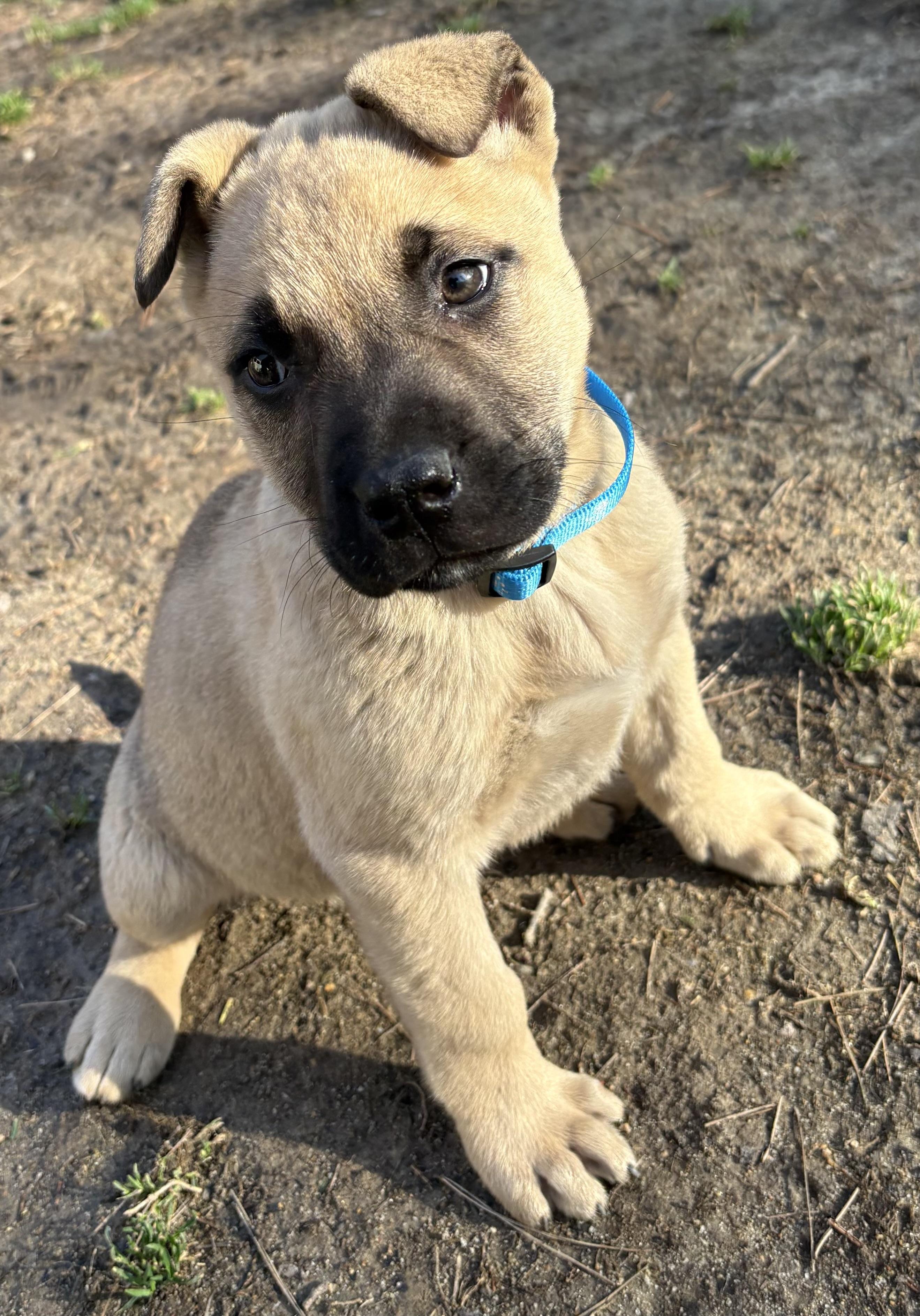 Whiskey Rose, a ADOPTABLE mixed breed in Maiden, NC image 1/3