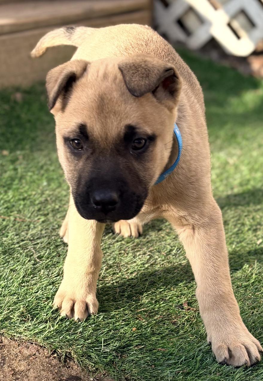 Whiskey Rose, a ADOPTABLE mixed breed in Maiden, NC image 2/3