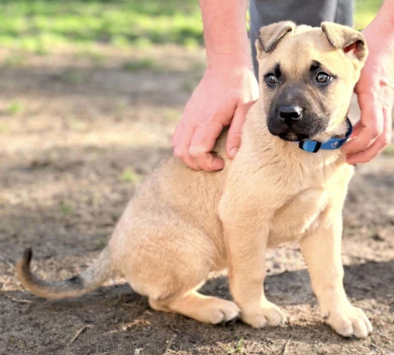 Whiskey Rose, a ADOPTABLE mixed breed in Maiden, NC image 3/3