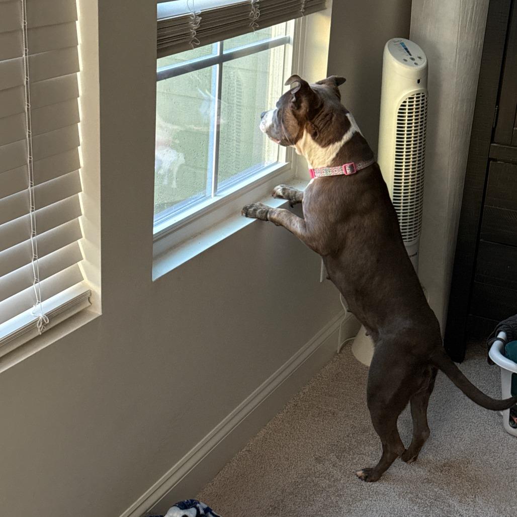 Joan, Adoptable, Adult Female Pit Bull Terrier.