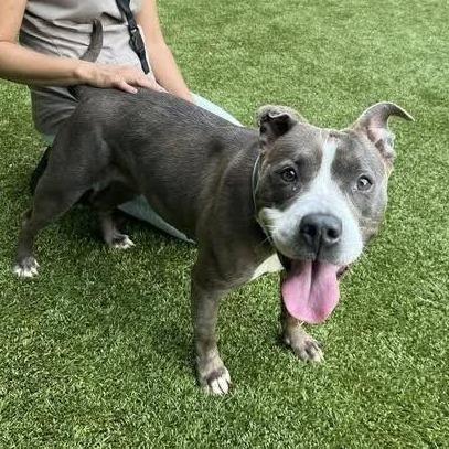 Enlarge Joan, a Adoptable Pit Bull Terrier in Raleigh, NC image 2/5