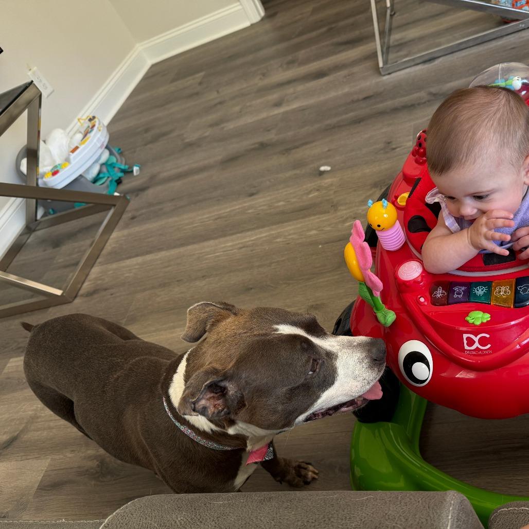 Enlarge Joan, a Adoptable Pit Bull Terrier in Raleigh, NC image 3/5