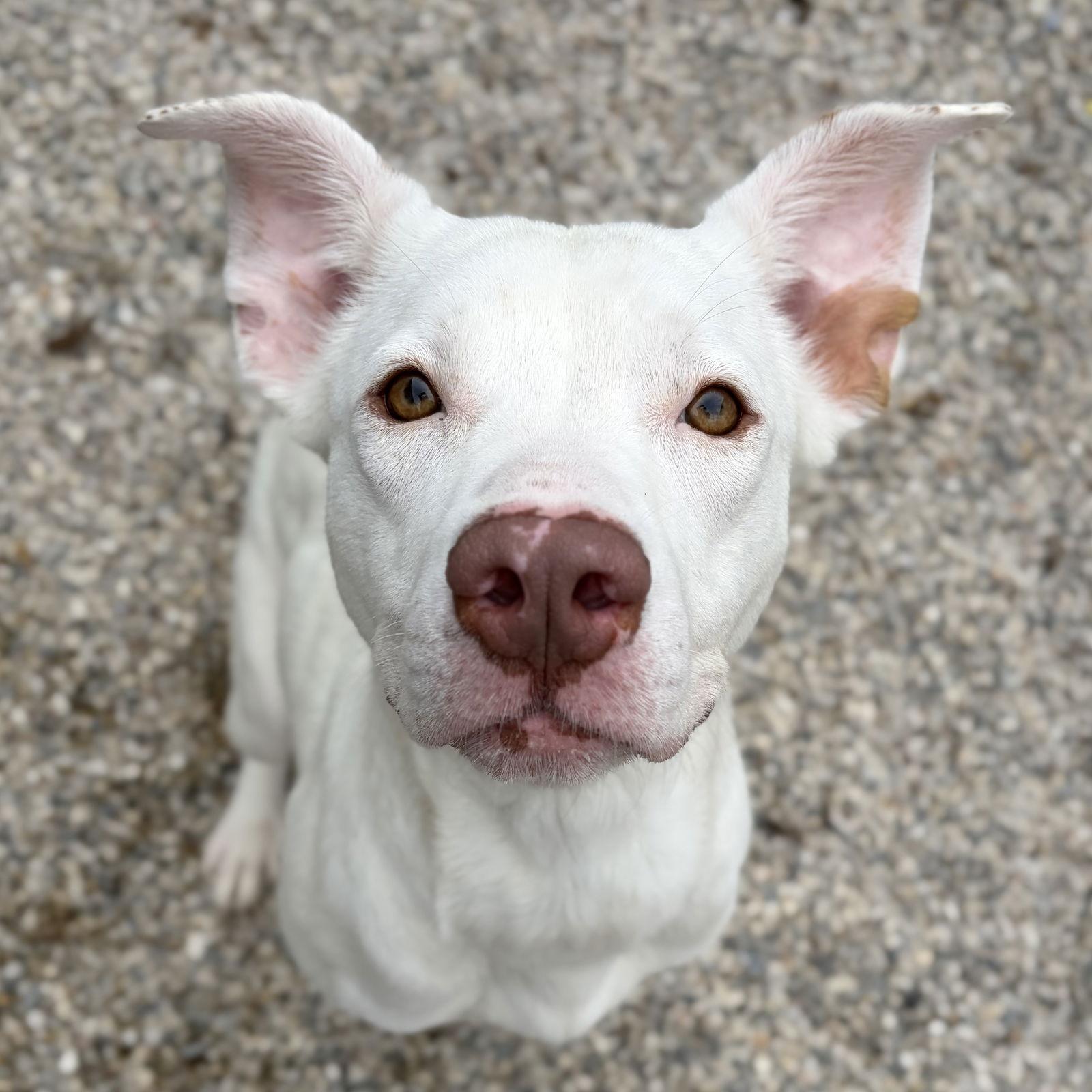 Cleopatra, ADOPTABLE, Adult Female Pit Bull Terrier.