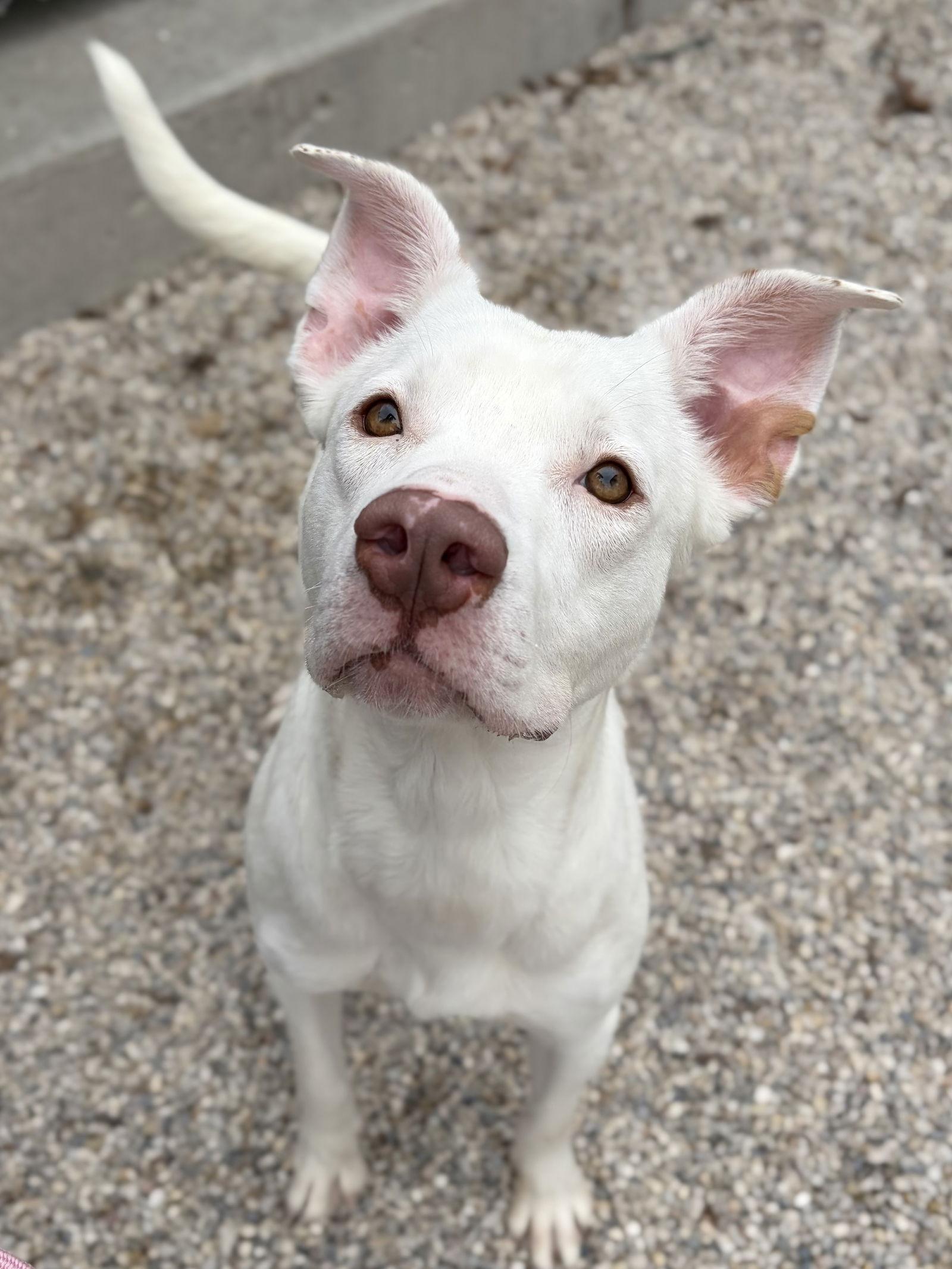 Enlarge Cleopatra, a ADOPTABLE mixed breed in Jefferson, WI image 2/2