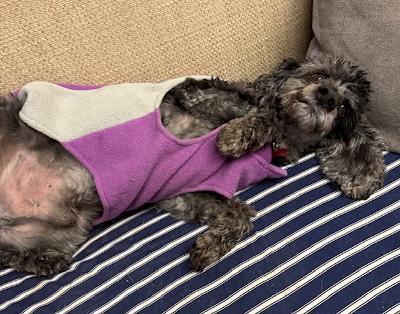 Enlarge Pancho, a Adoptable Poodle in Long Beach, NY image 4/6