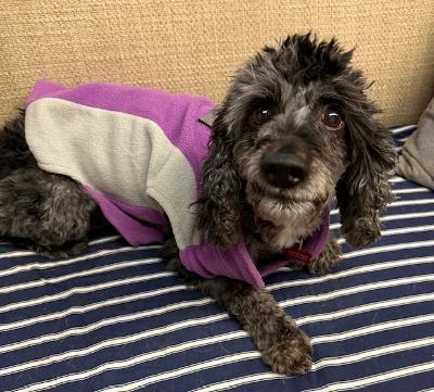Enlarge Pancho, a Adoptable Poodle in Long Beach, NY image 3/6