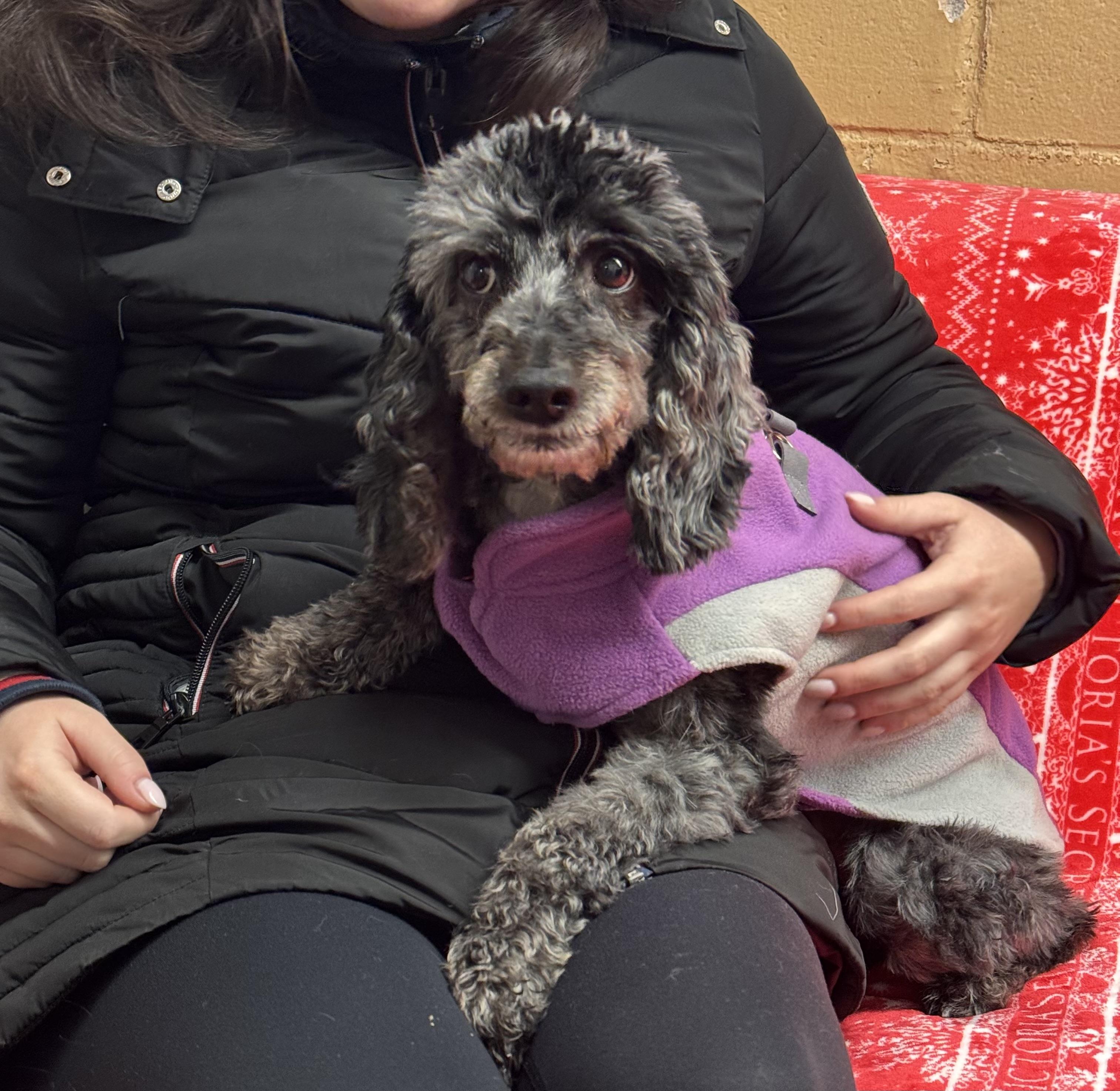 Enlarge Pancho, a Adoptable Poodle in Long Beach, NY image 6/6