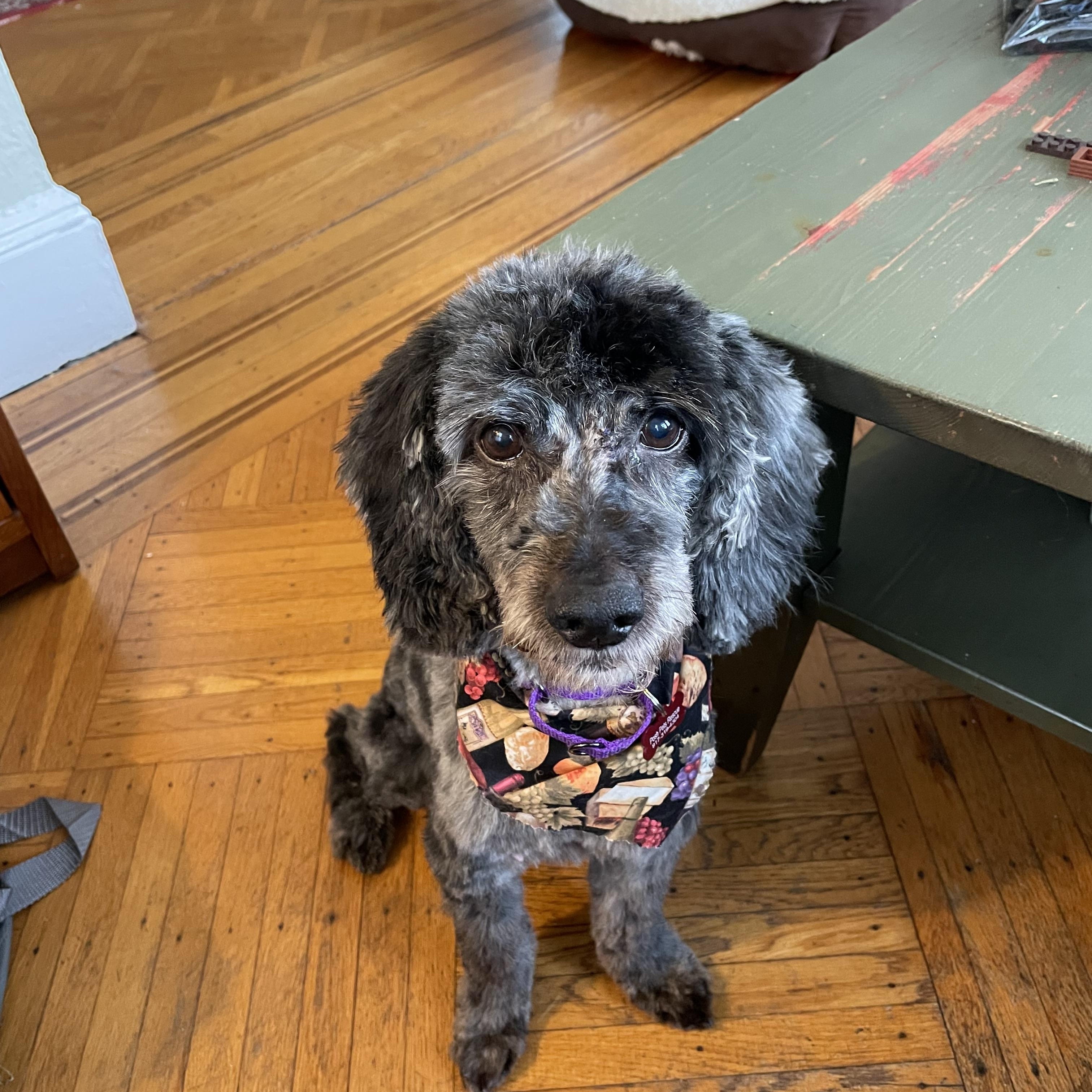 Pancho, Adoptable, Adult Male Poodle.