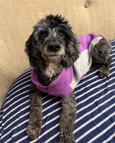 Enlarge Pancho, a Adoptable Poodle in Long Beach, NY image 2/6