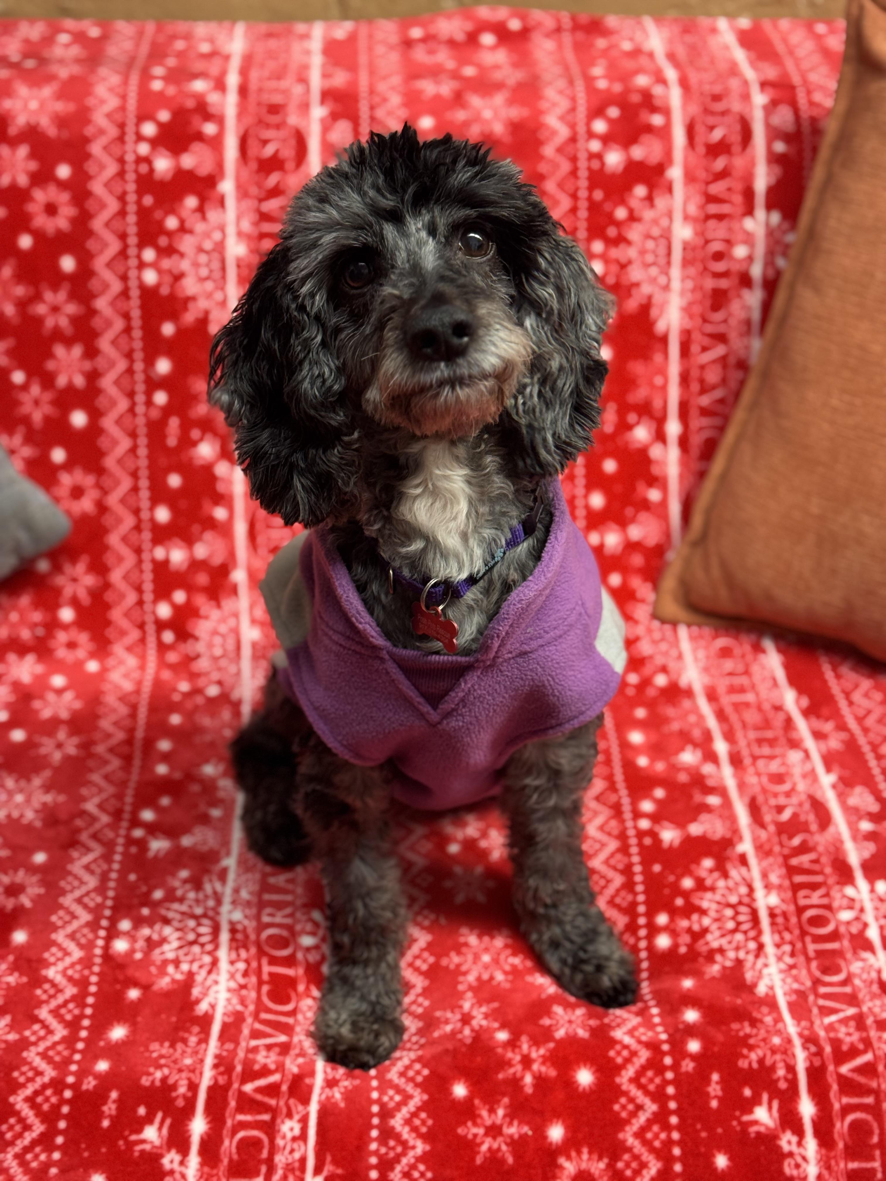 Enlarge Pancho, a Adoptable Poodle in Long Beach, NY image 1/6