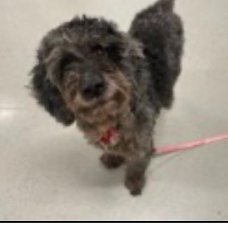 Pancho, Adoptable, Puppy Male Poodle.