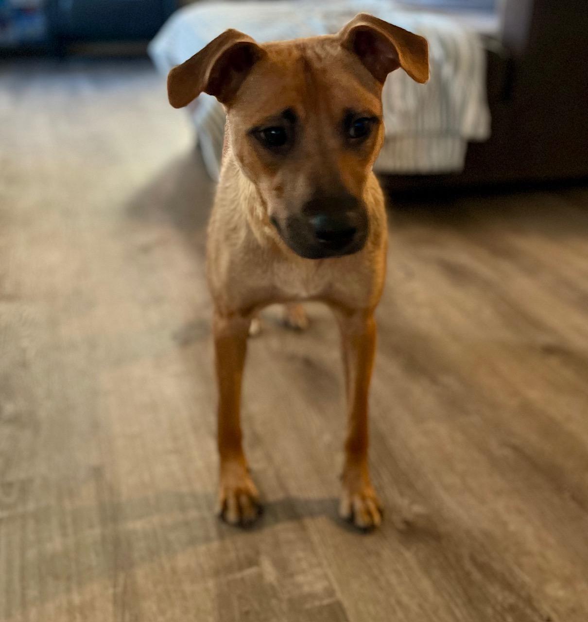 Enlarge Lindy, a Adoptable mixed breed in Minneapolis, MN image 2/5