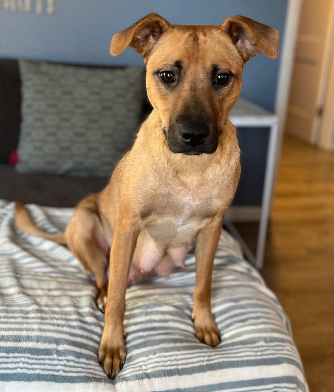 Enlarge Lindy, a Adoptable mixed breed in Minneapolis, MN image 3/5