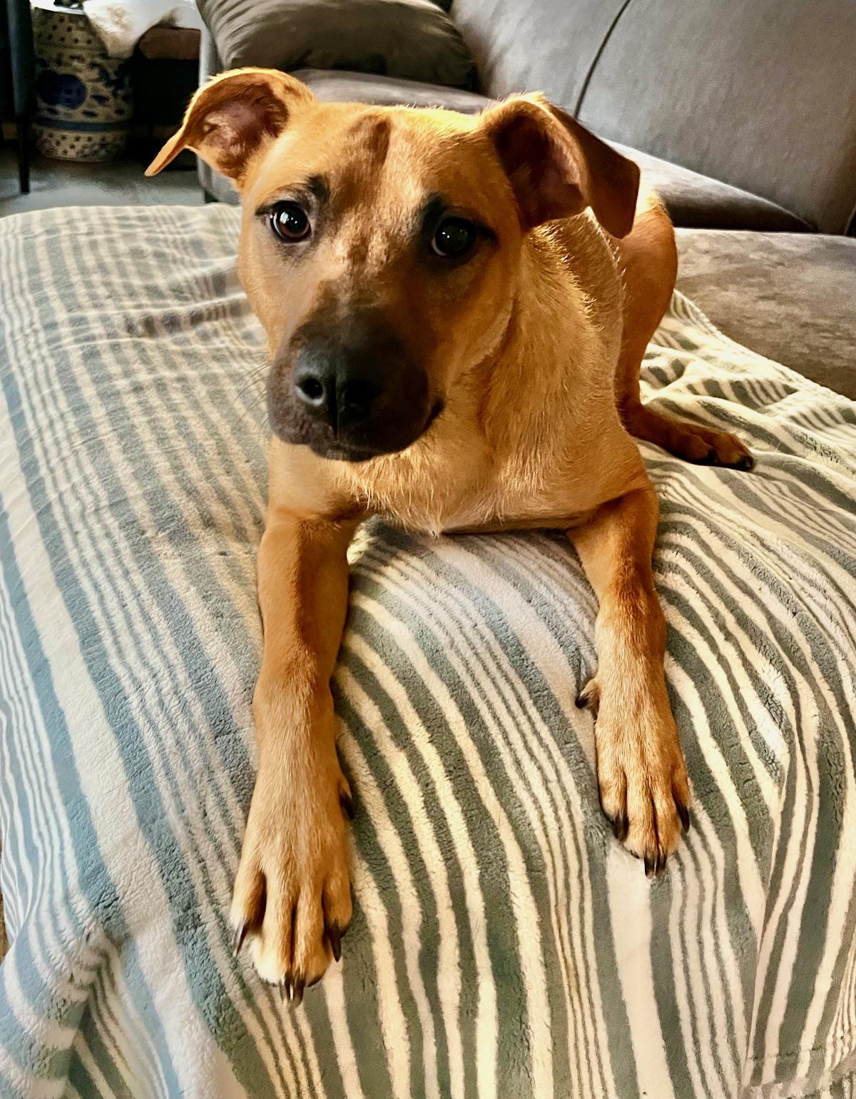 Enlarge Lindy, a Adoptable mixed breed in Minneapolis, MN image 4/5