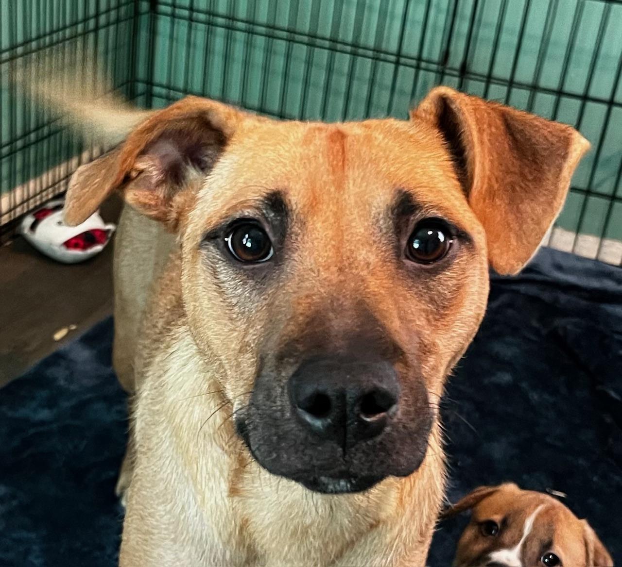 Enlarge Lindy, a Adoptable mixed breed in Minneapolis, MN image 1/5