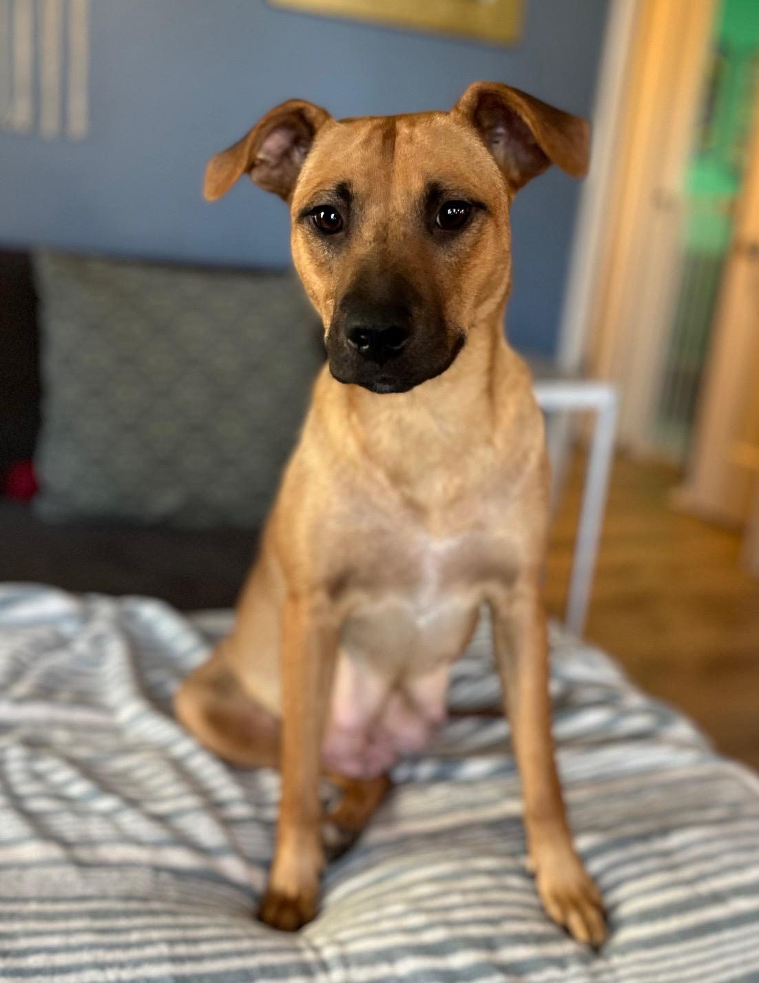 Enlarge Lindy, a Adoptable mixed breed in Minneapolis, MN image 5/5