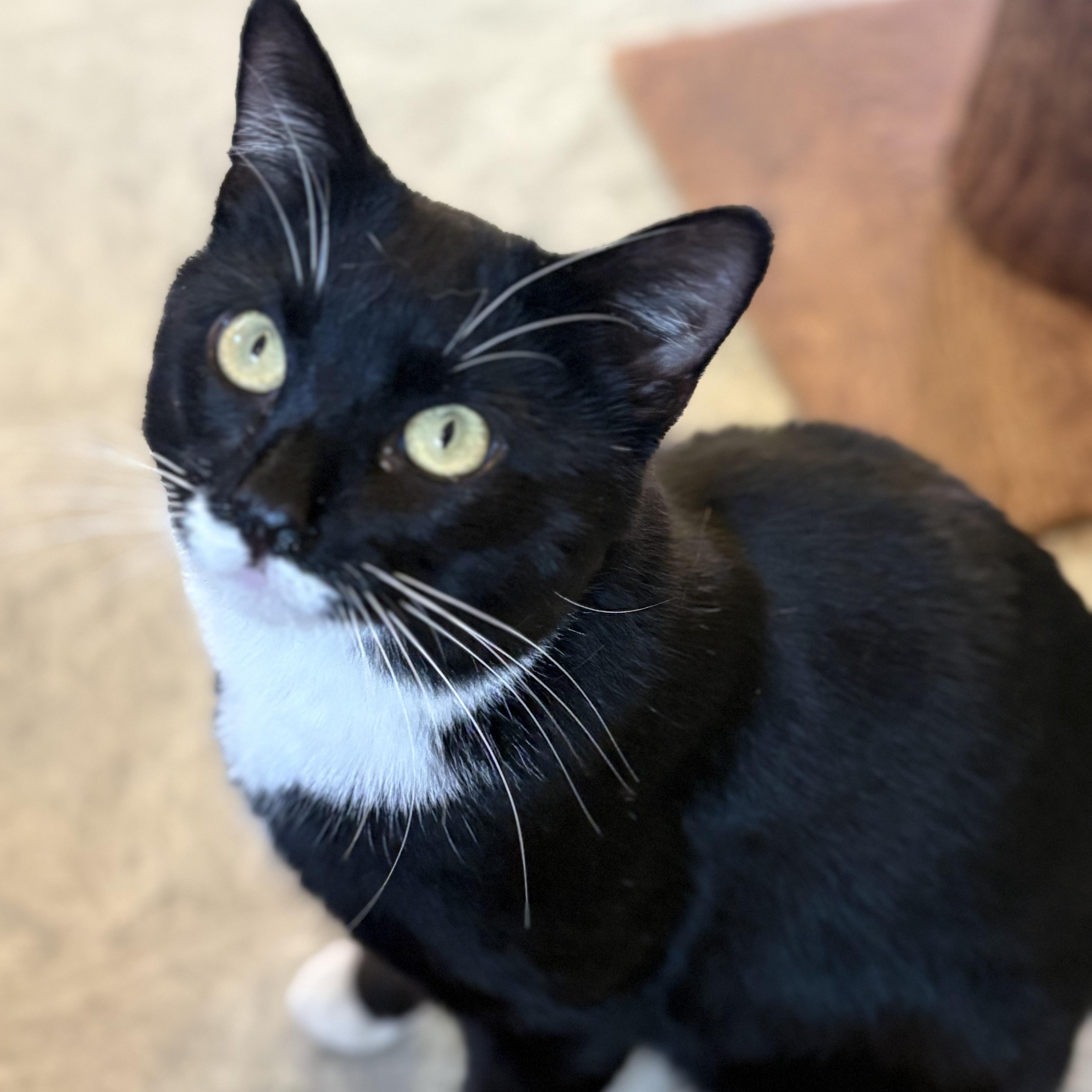 Traveling Wilbury, a Adoptable Domestic Short Hair in Huntington, MA image 5/5