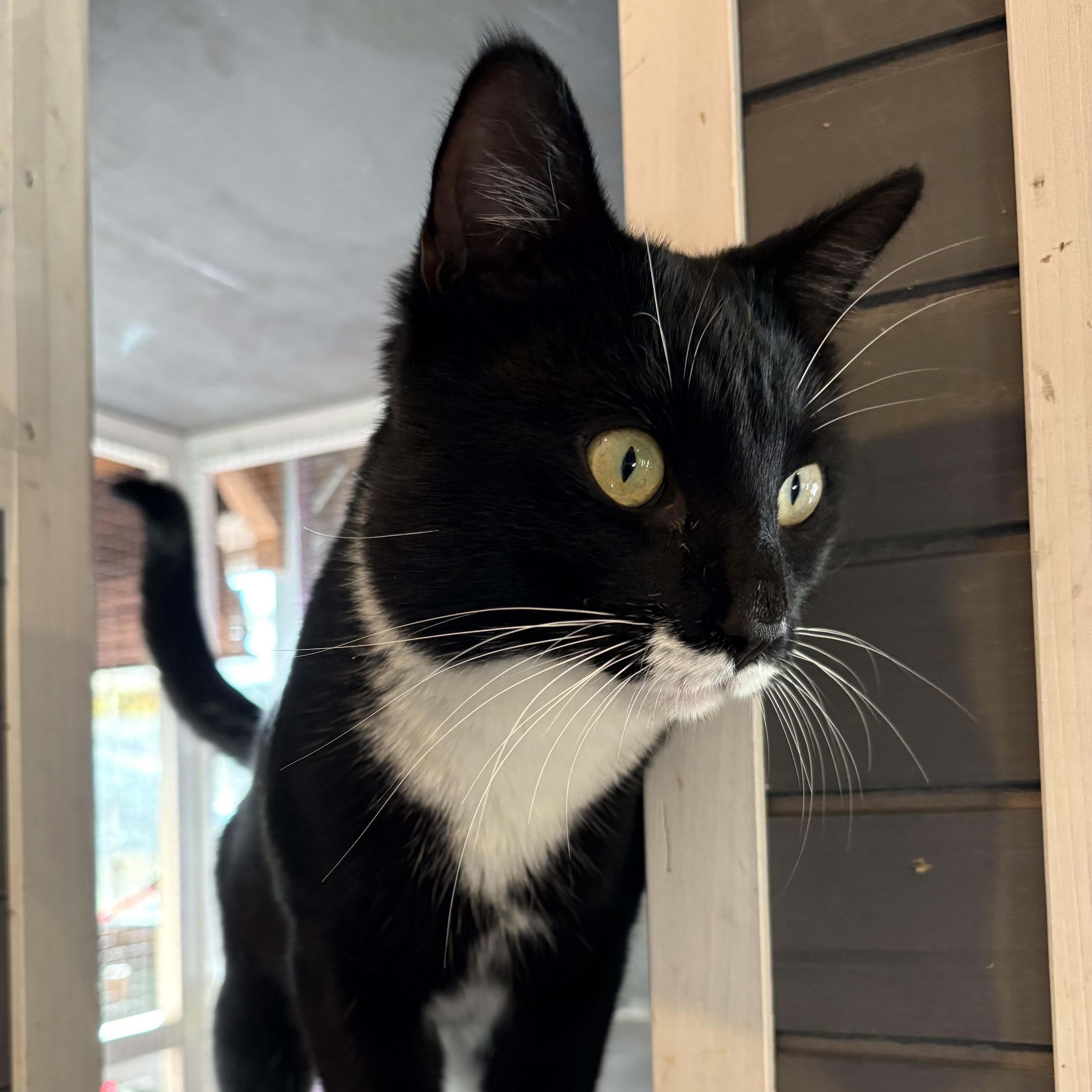 Traveling Wilbury, a Adoptable Domestic Short Hair in Huntington, MA image 2/5