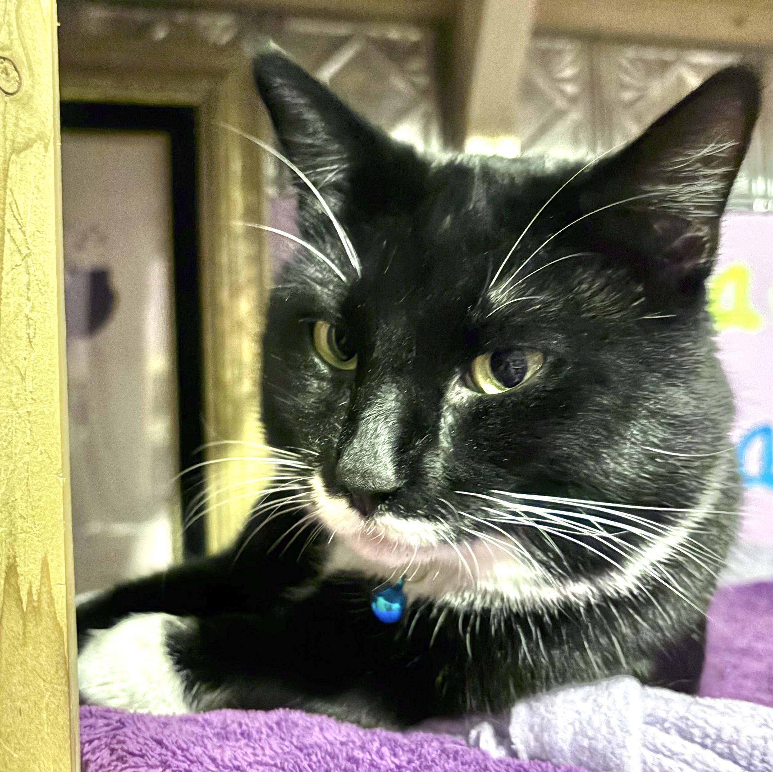 Traveling Wilbury, a Adoptable Domestic Short Hair in Huntington, MA image 3/5