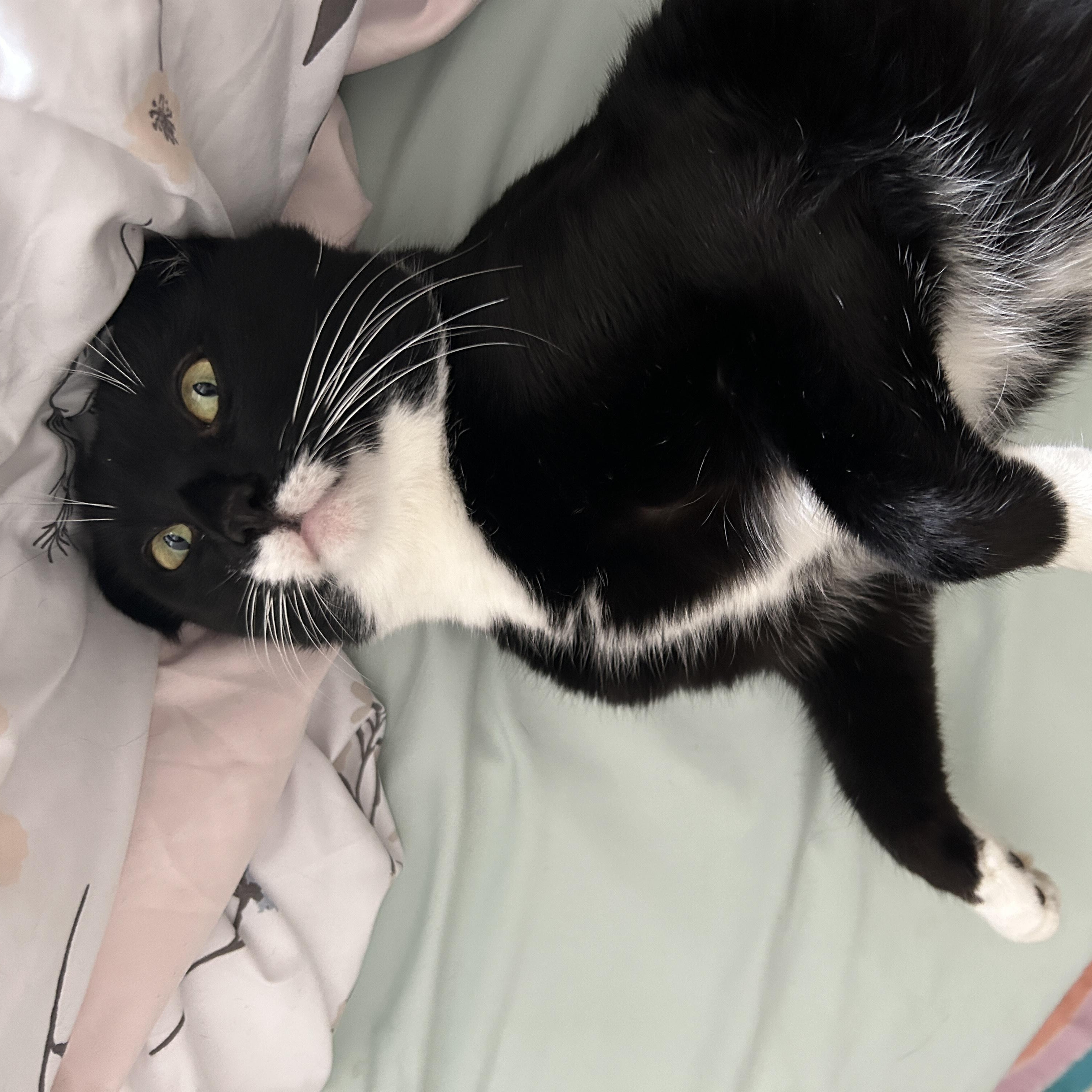 Traveling Wilbury, Adoptable, Adult Male Domestic Short Hair.