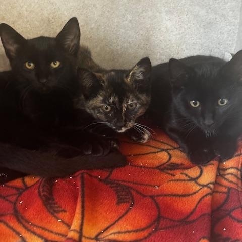 Enlarge JJ, a Adoptable Tortoiseshell in Hutchinson, MN image 3/4