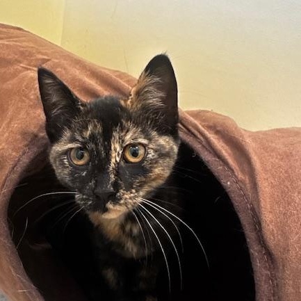 JJ, Adoptable, Kitten Female Tortoiseshell.