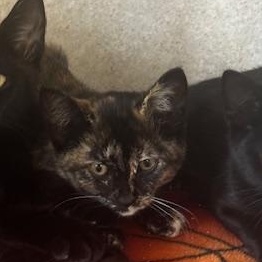 Enlarge JJ, a Adoptable Tortoiseshell in Hutchinson, MN image 4/4