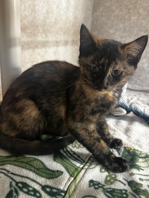 Enlarge JJ, a Adoptable Tortoiseshell in Hutchinson, MN image 2/4