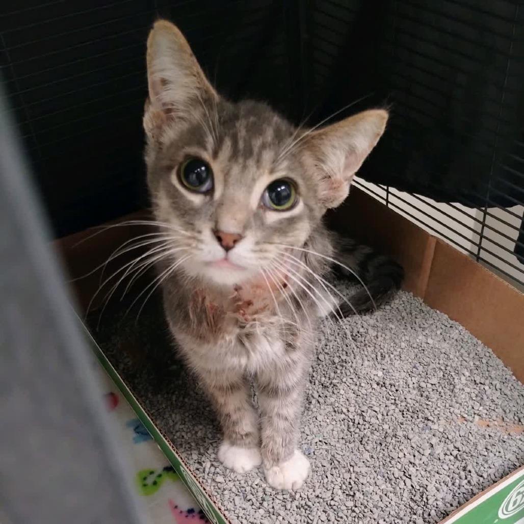 Holey Moley, Adoptable, Young Male Domestic Short Hair.